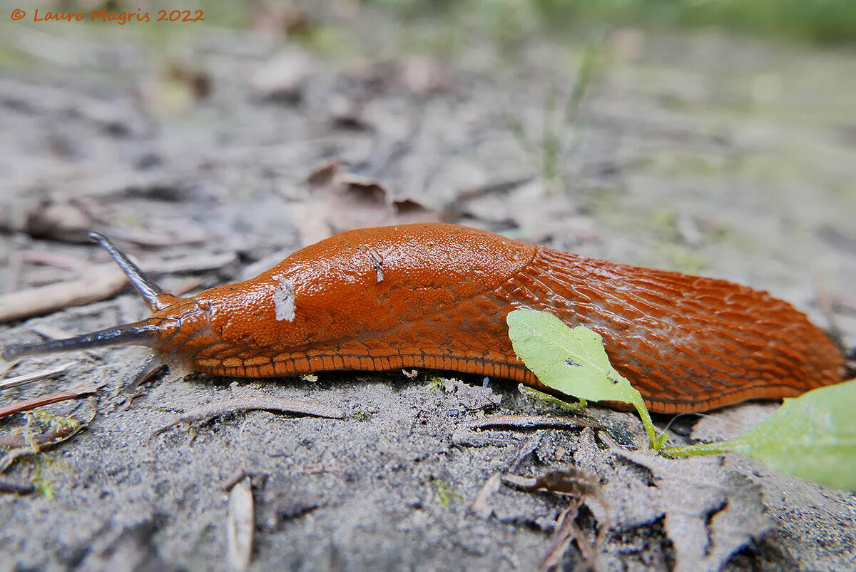 Limaccia (Limacidae)