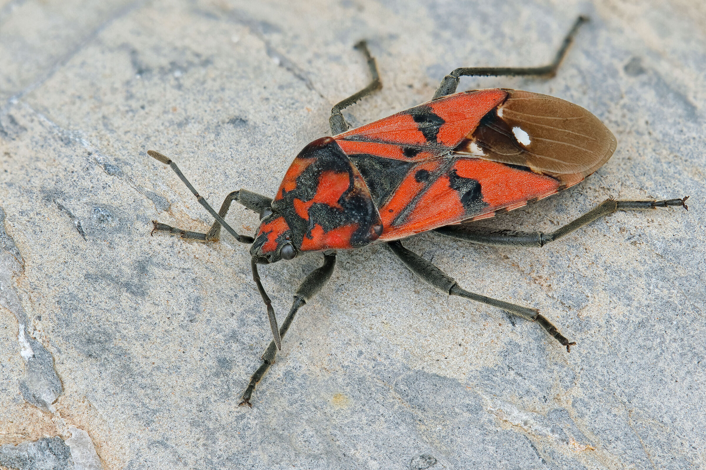 Spilostethus pandurus