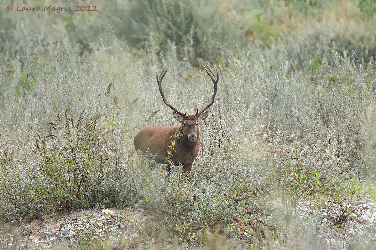 In cerca di un competitor