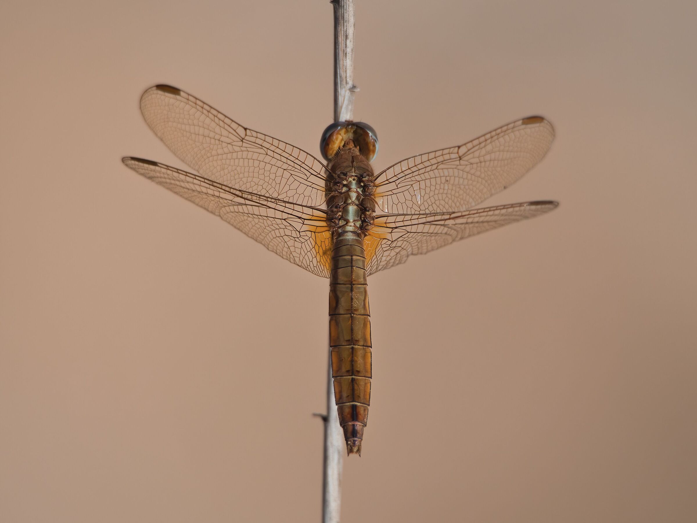 Crocothemis erythraea Female