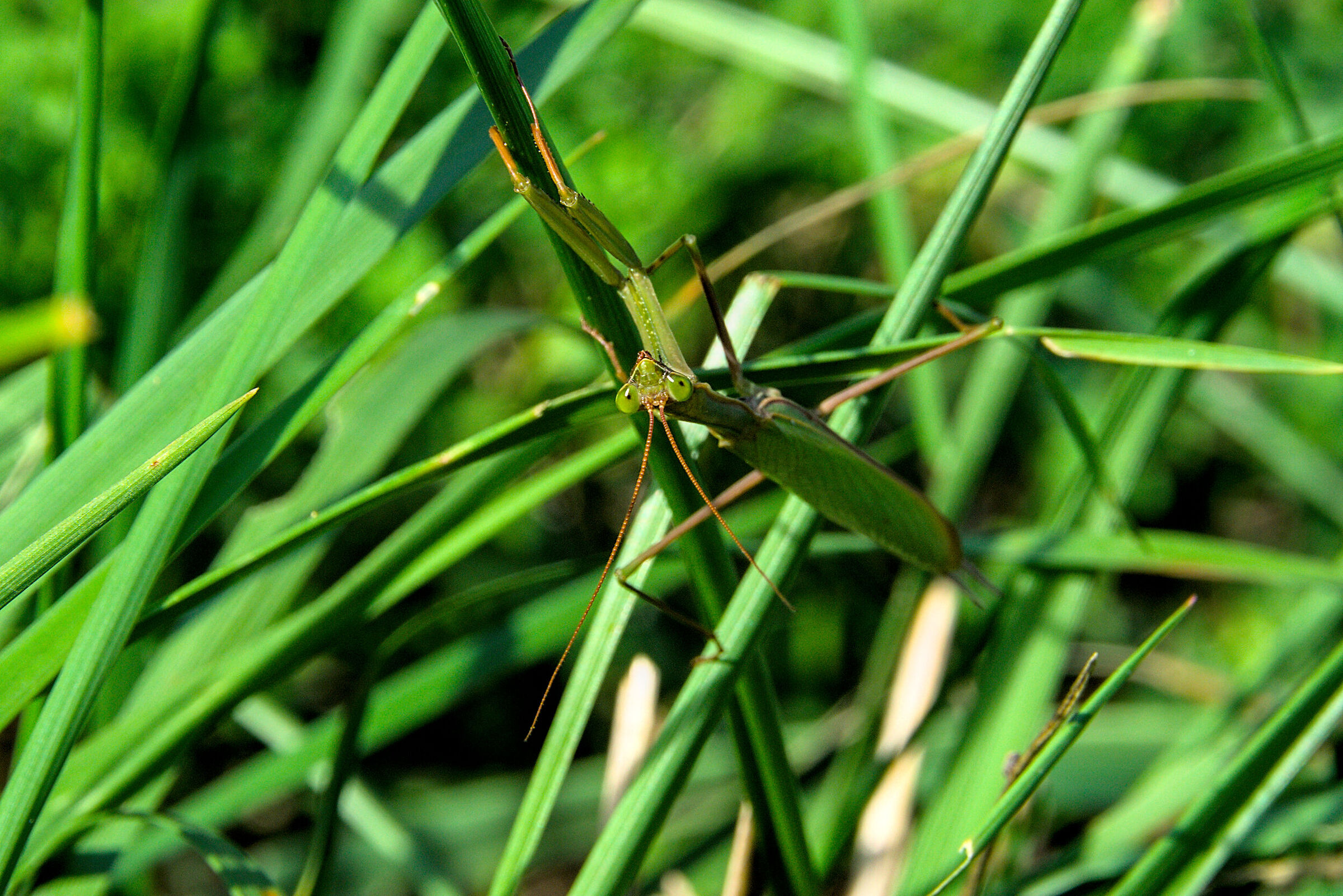 mantis