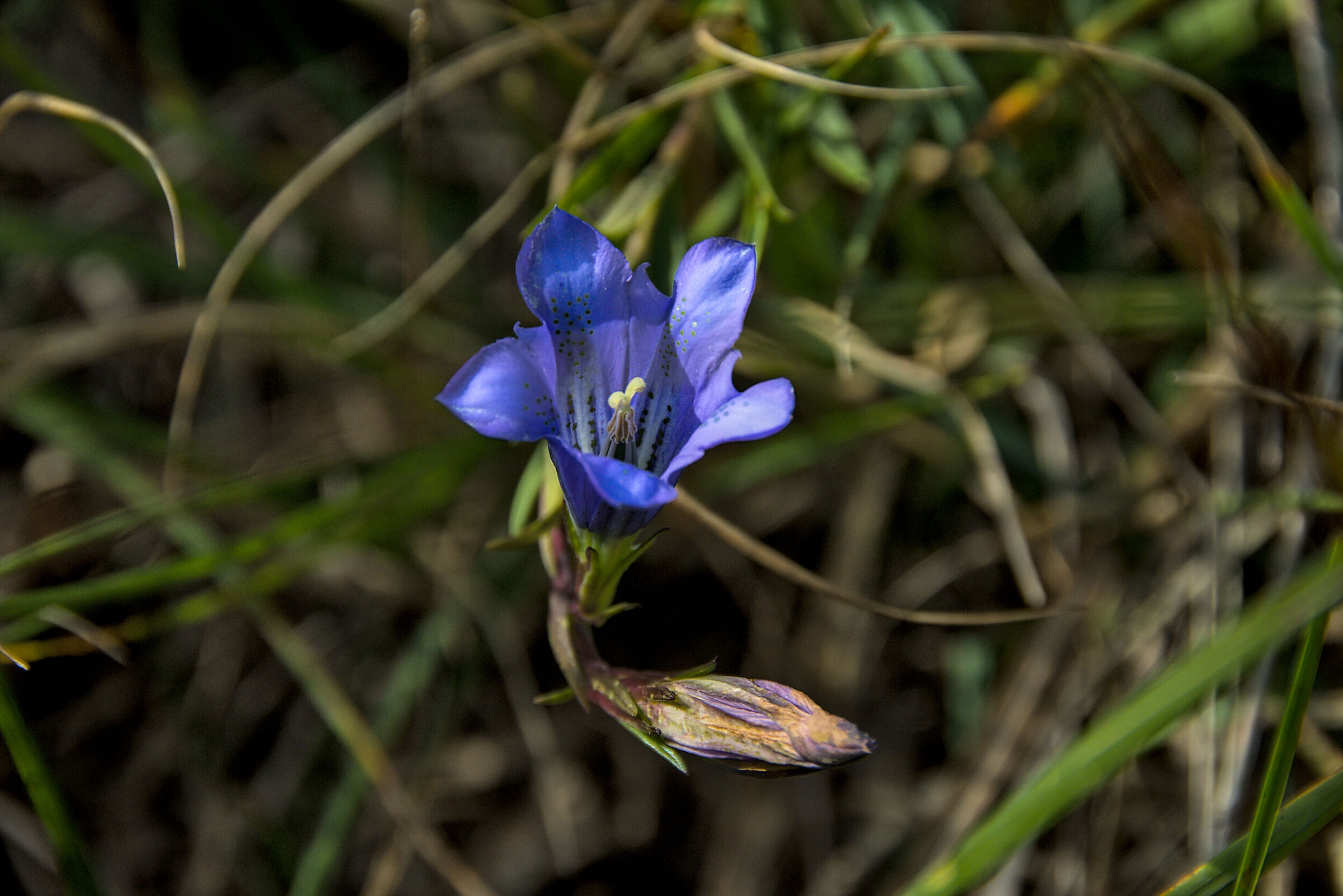 Gentiana Pneumonanthe