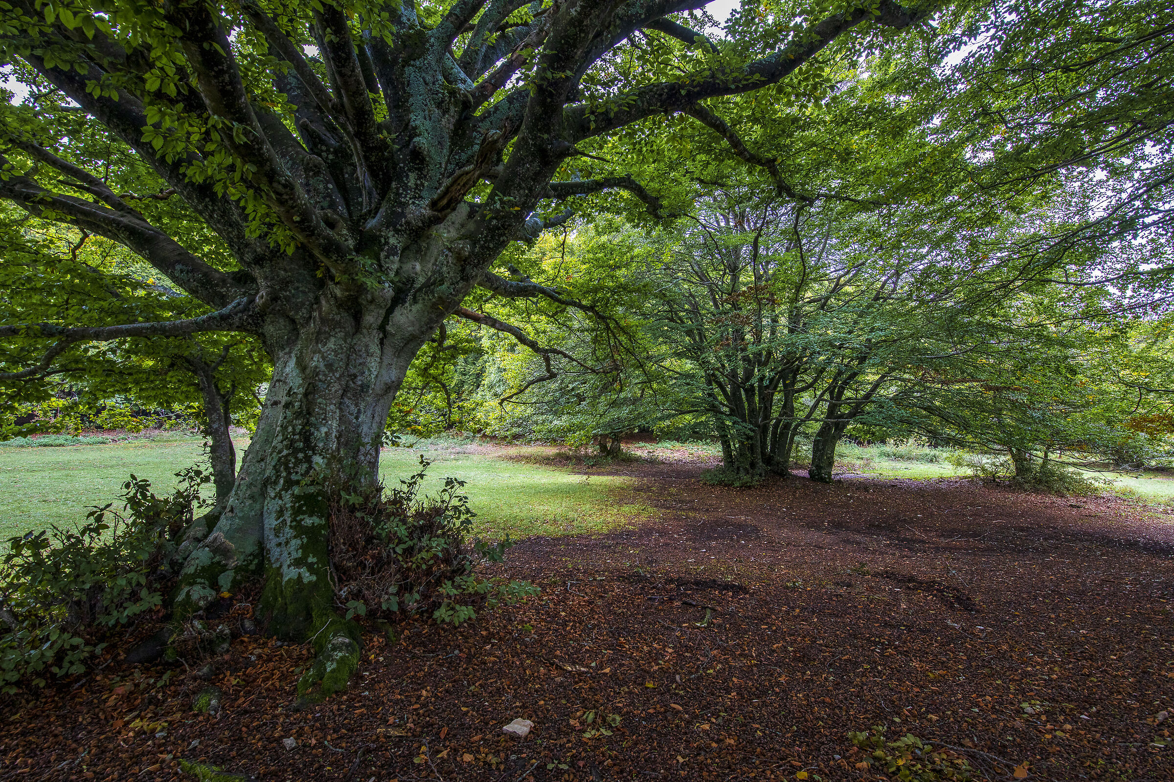 The ancient beech trees