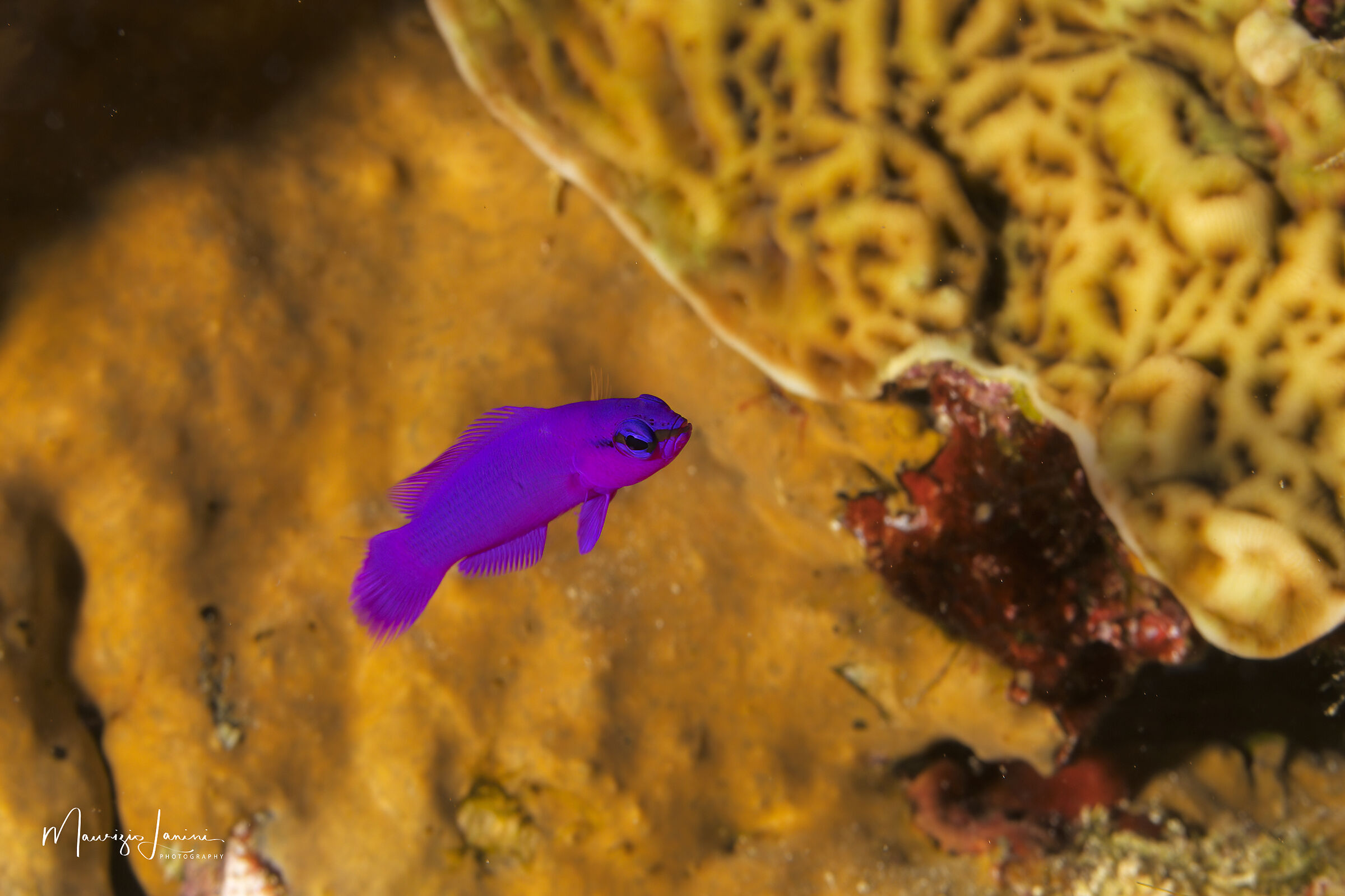 Pseudocromide purpureo