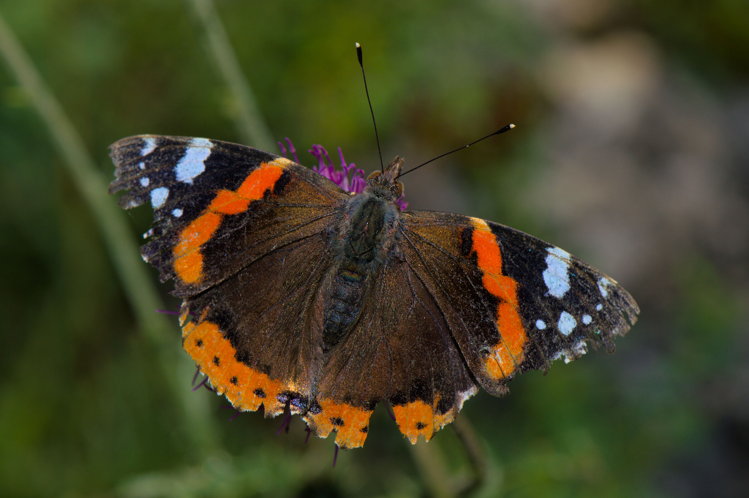 Vanessa atalanta