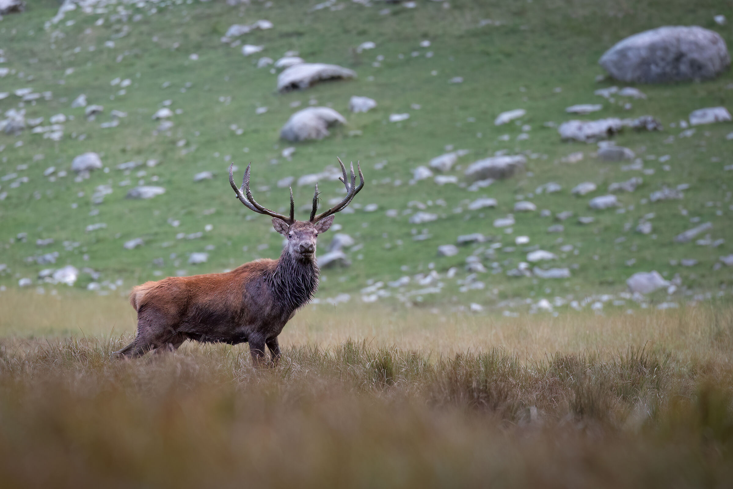 Noble Deer