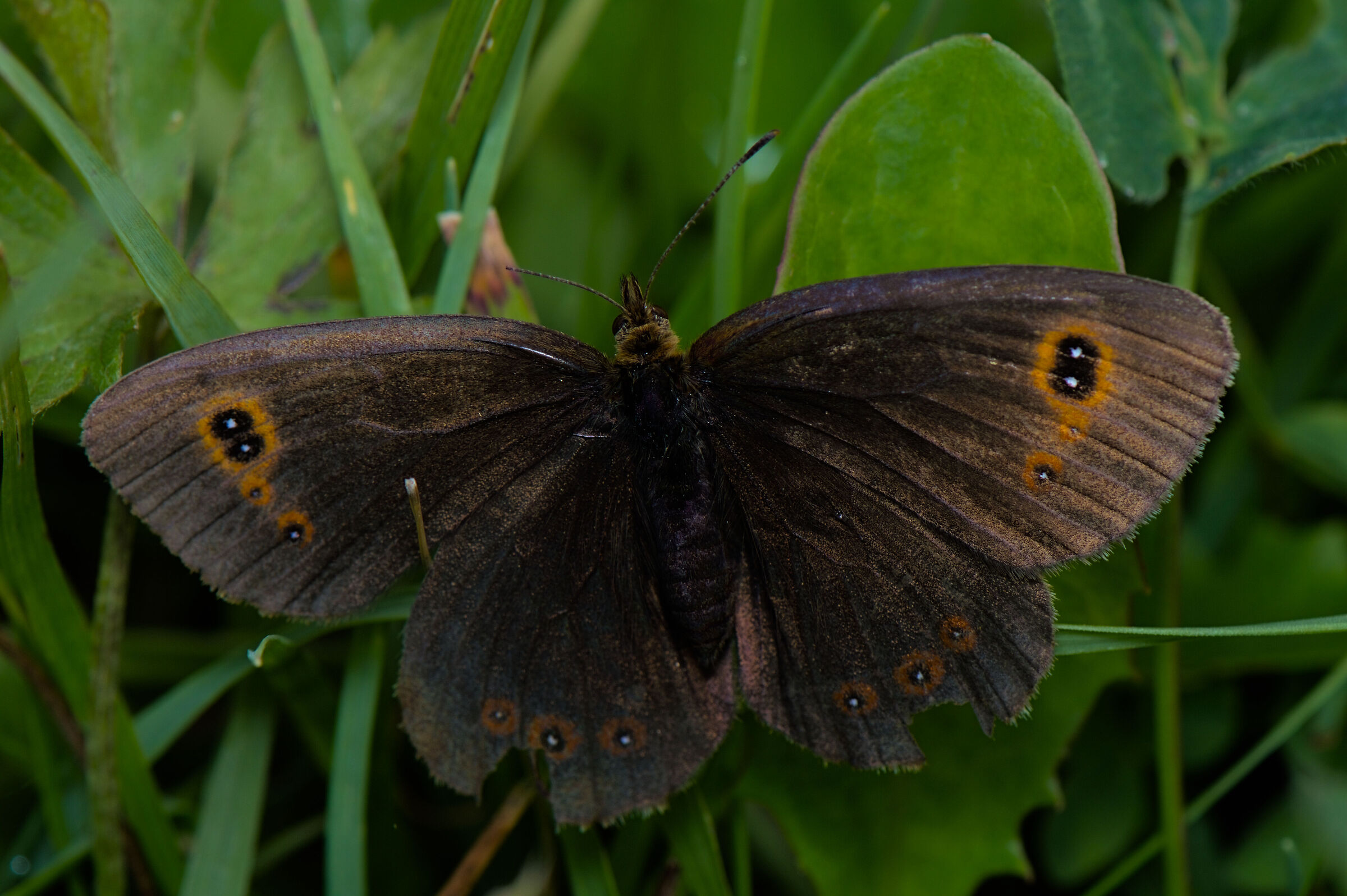 Erebia medusa