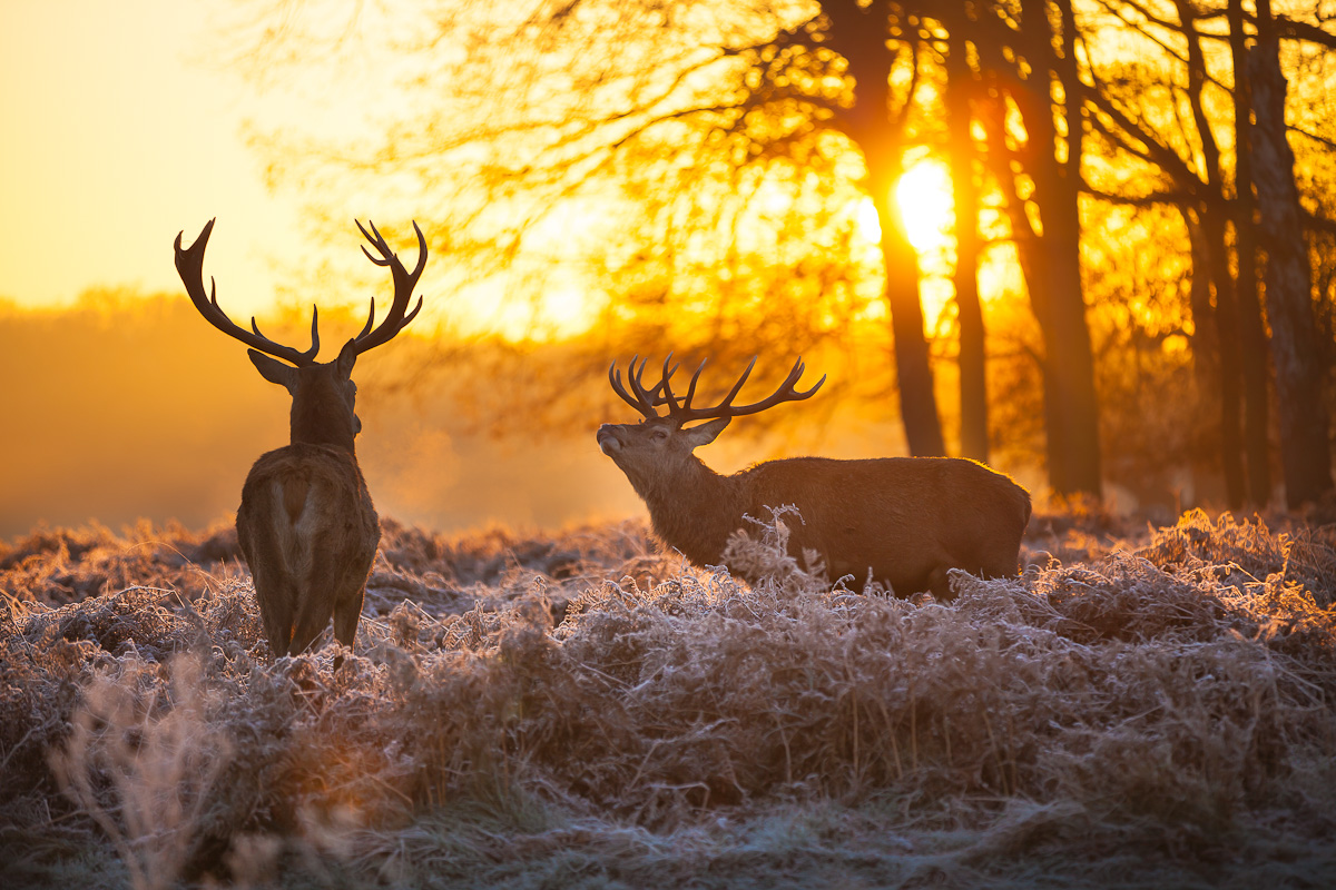 Red deers in morning sun