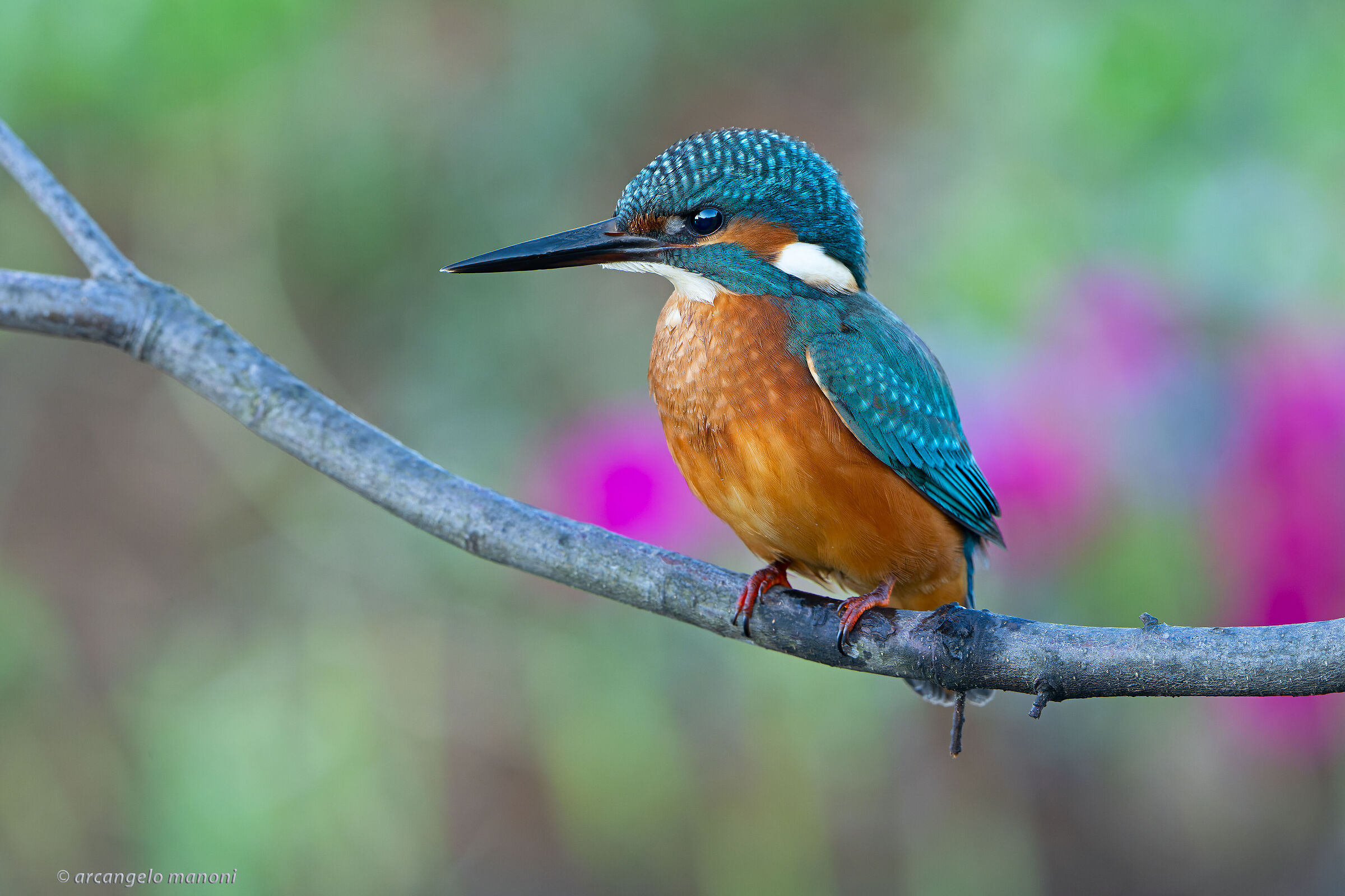 alcedo atthis
