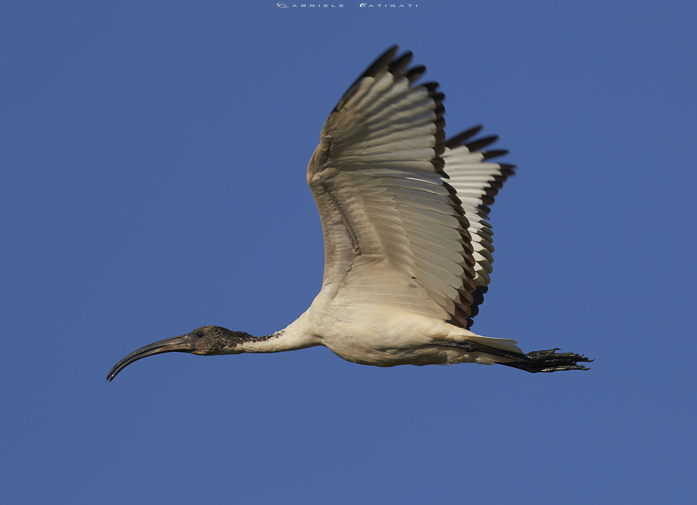 Sacred ibis