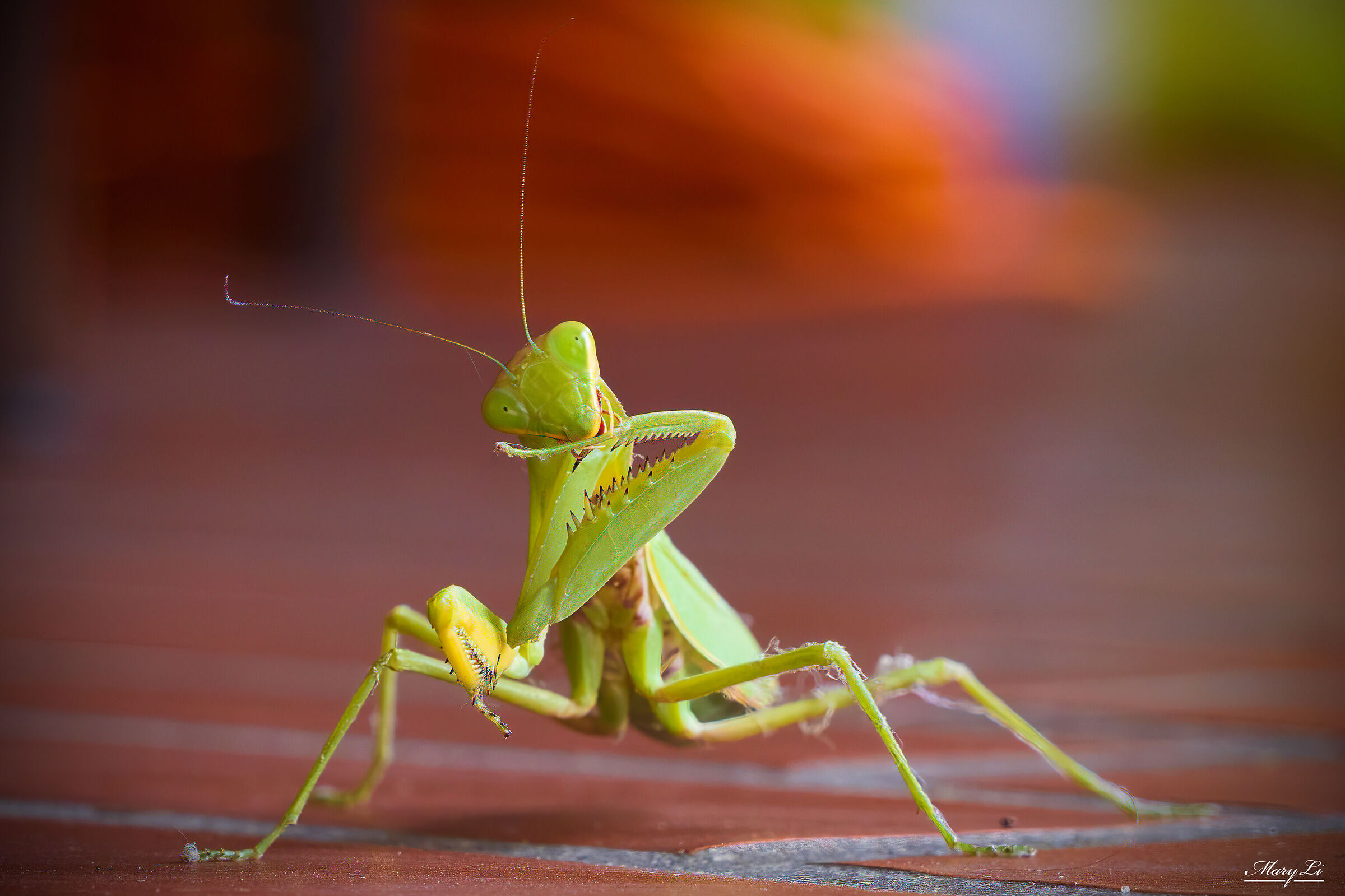 Mantis religiosa