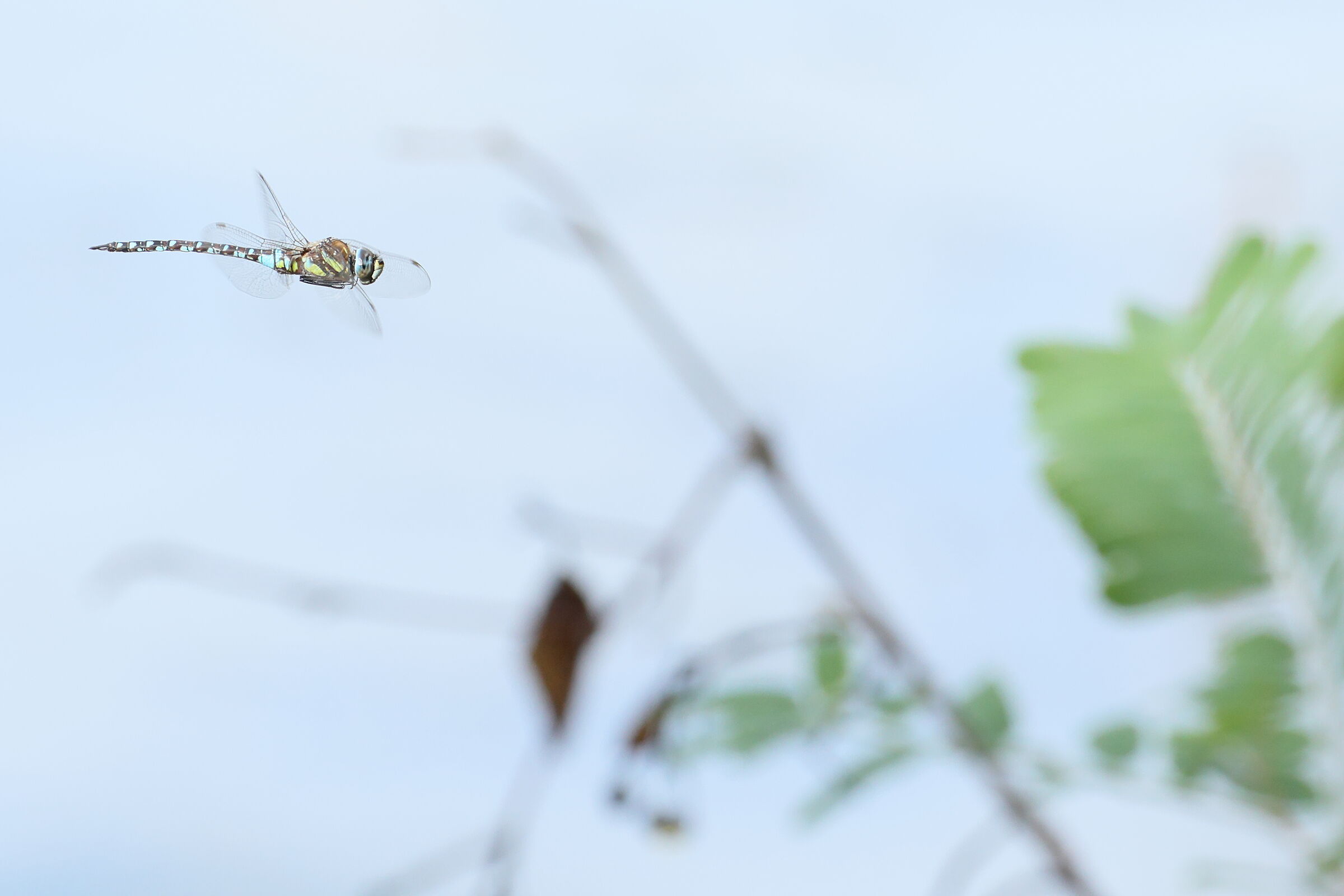Dragonfly