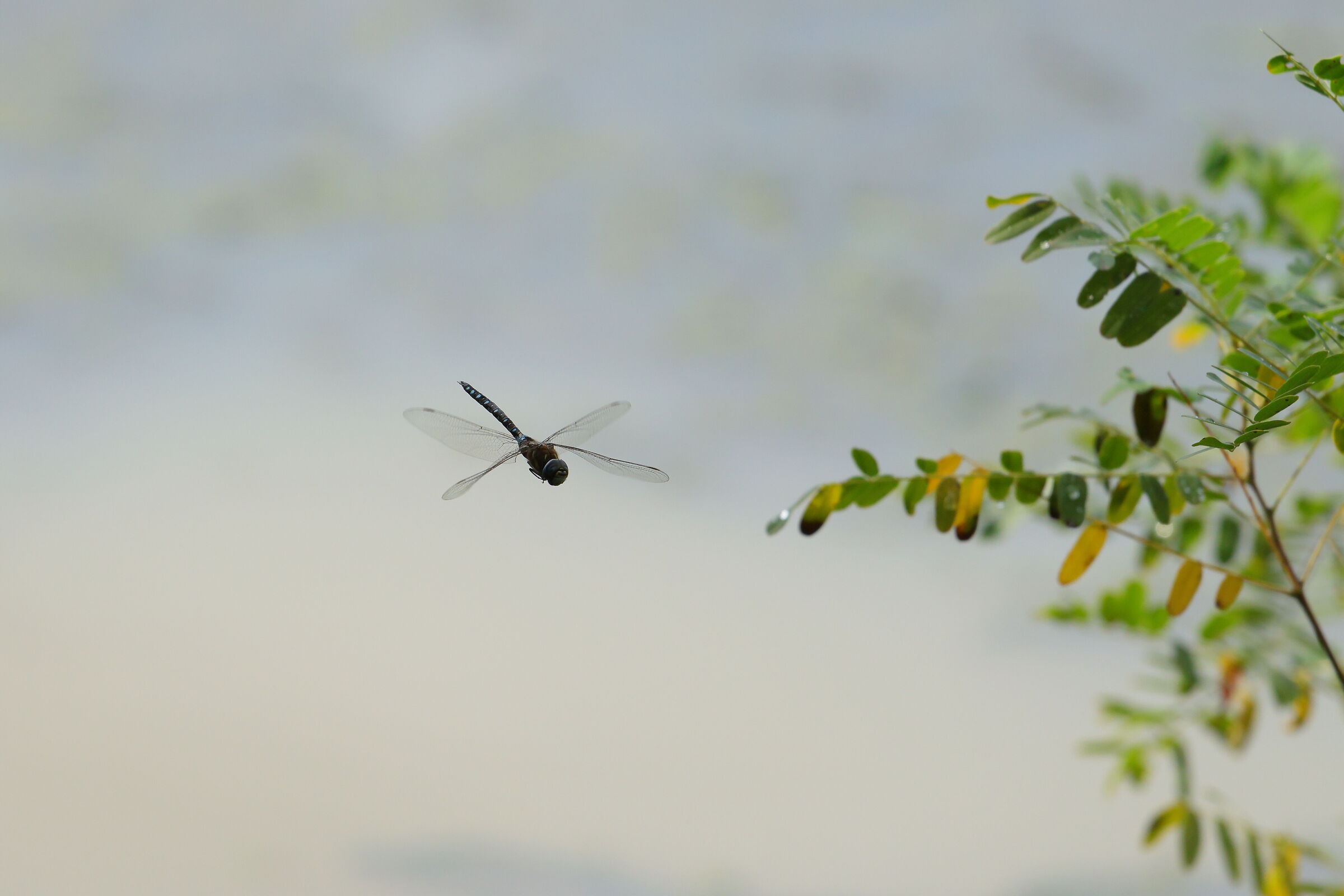 Dragonfly