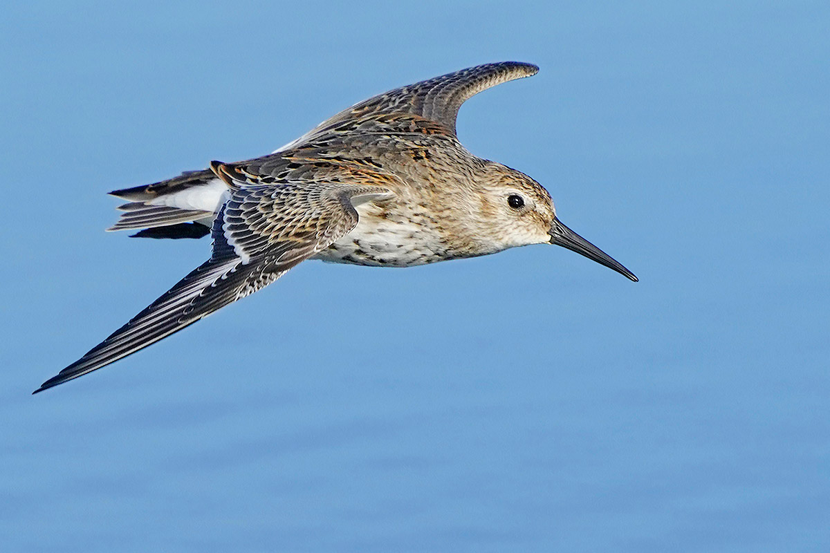 Piovanello pancianera muta regressiva