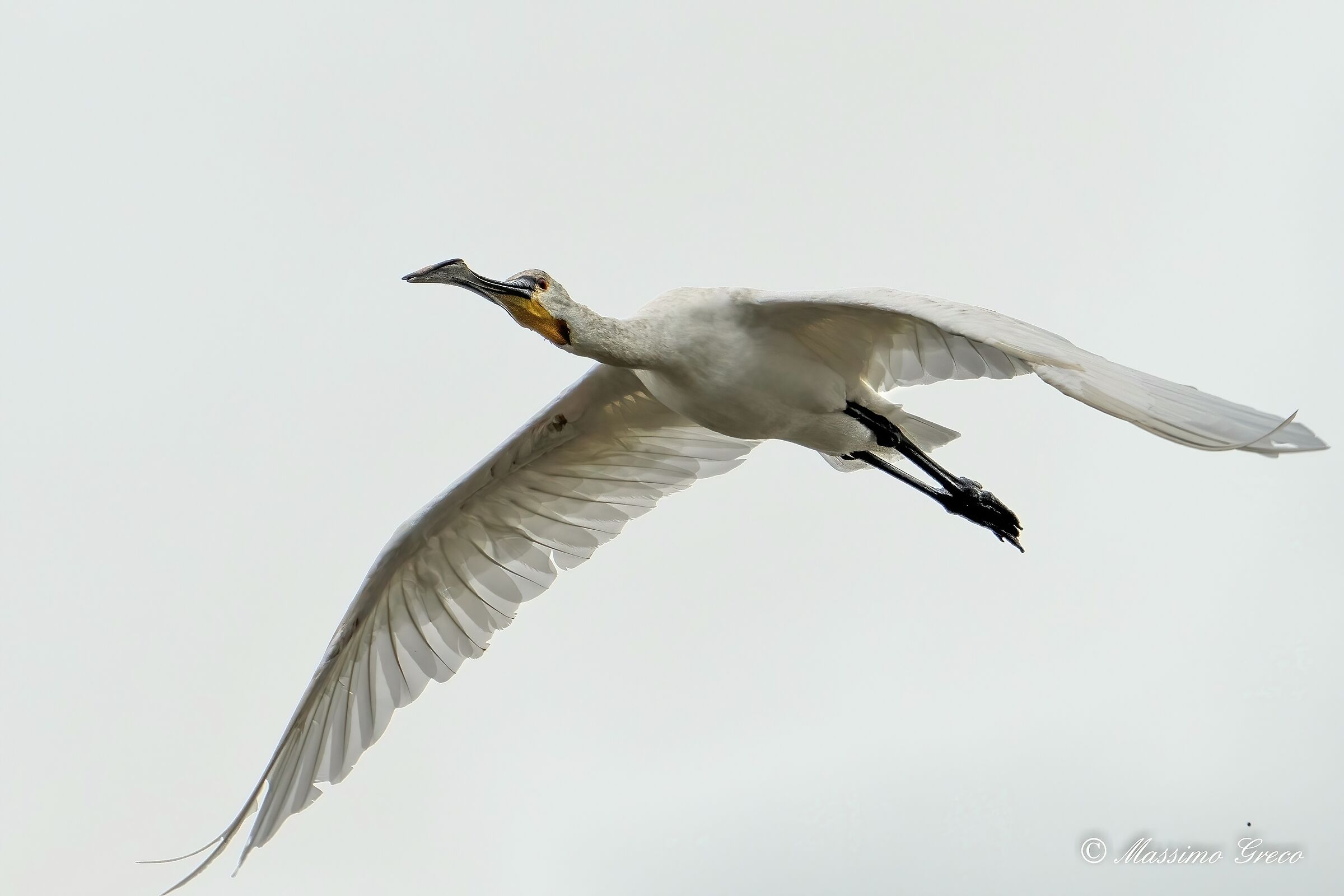 Spatola bianca (Platalea leucorodia)