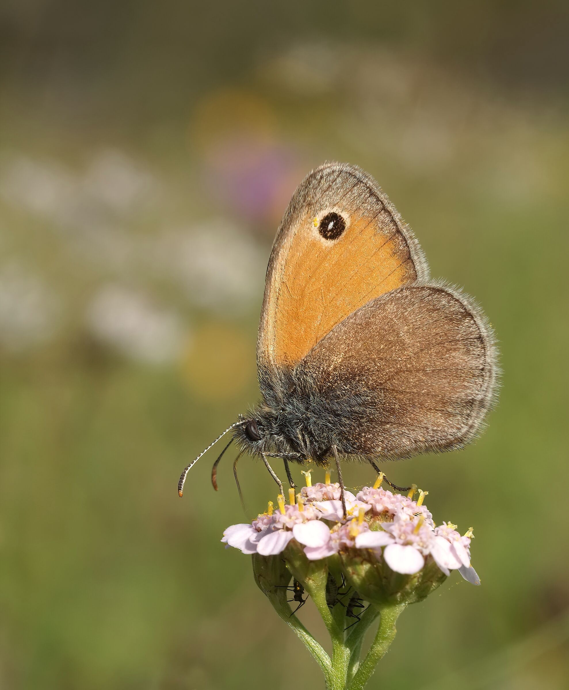 On the wings of autumn