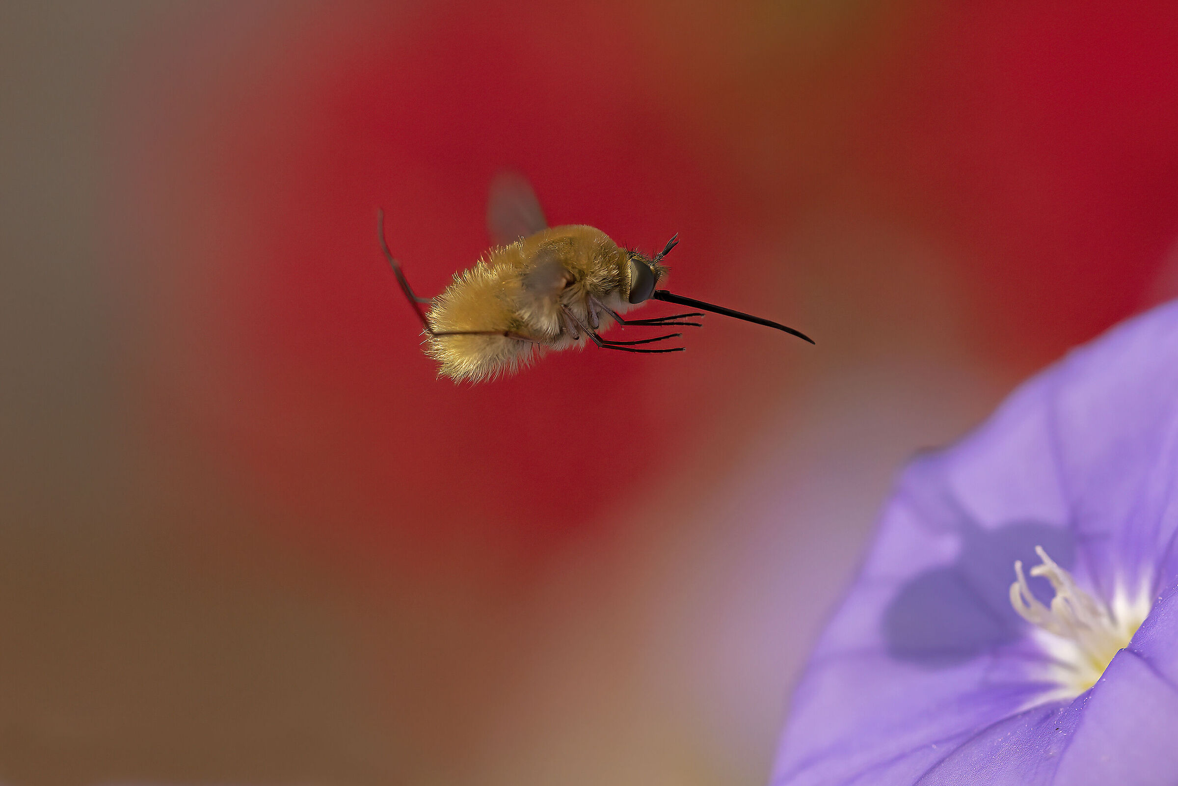 irresistibile attrazione