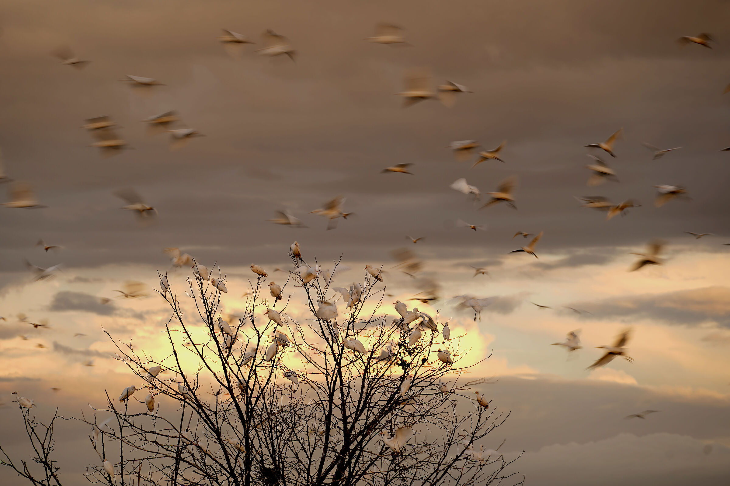 Cattle heron at sunset