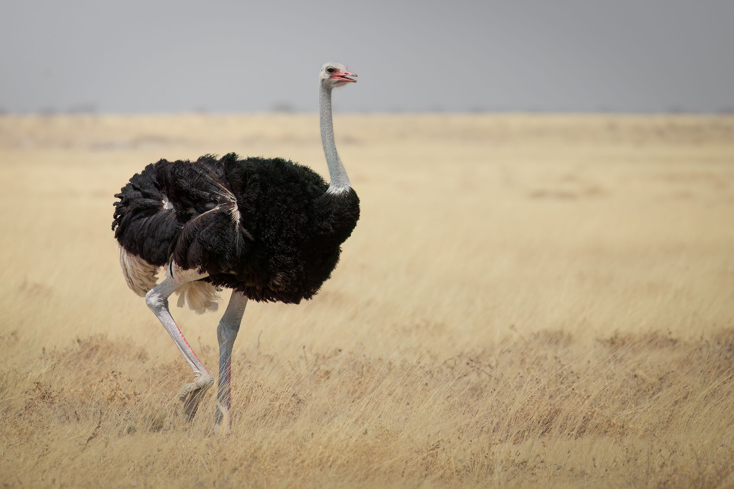 Ostrich