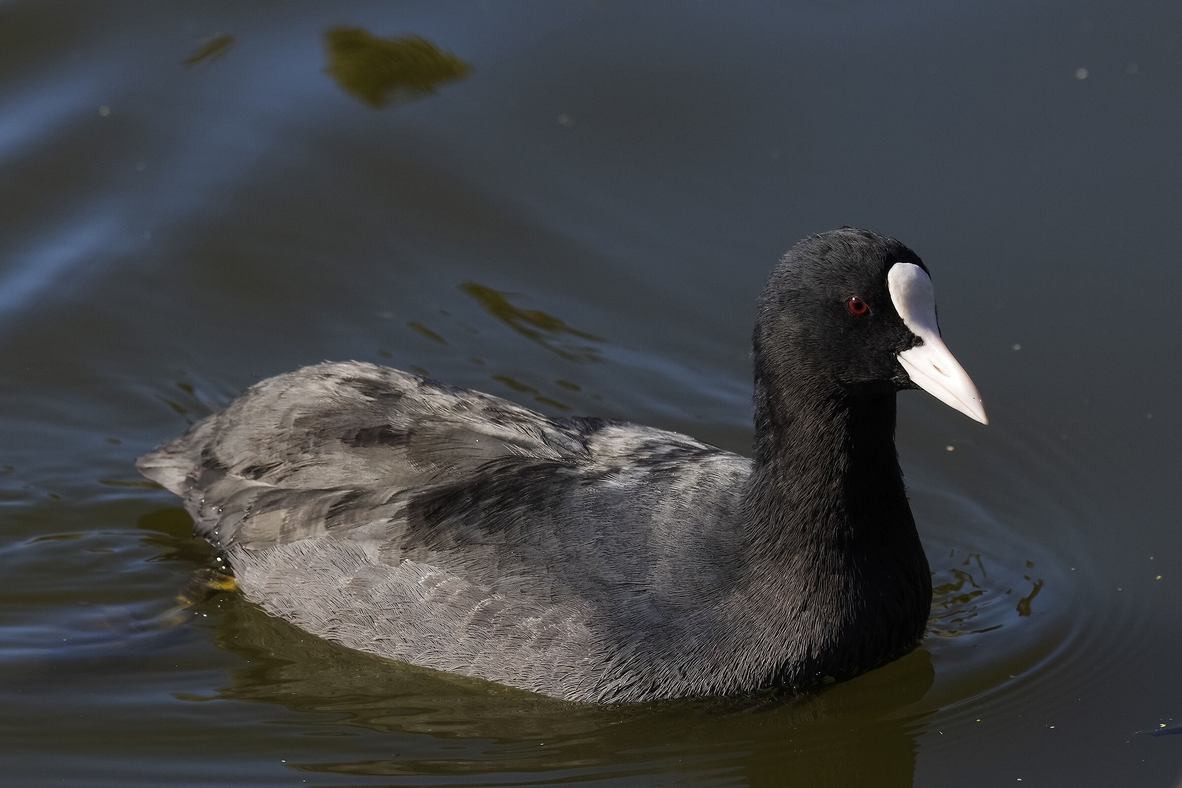 Coot