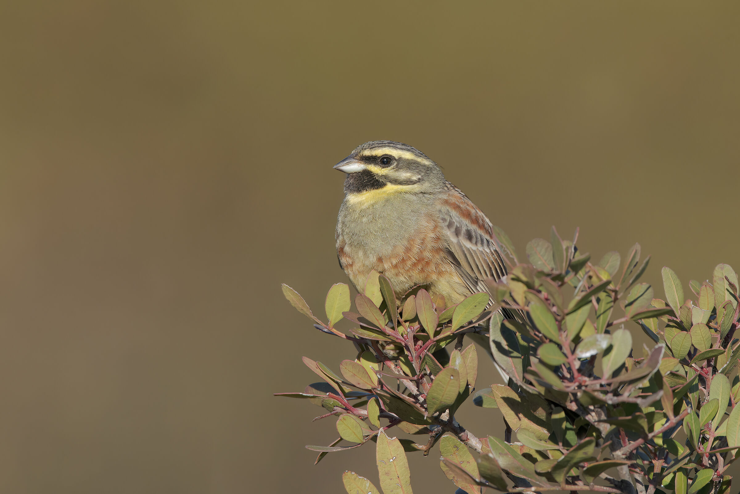 zigolo nero su lentisco