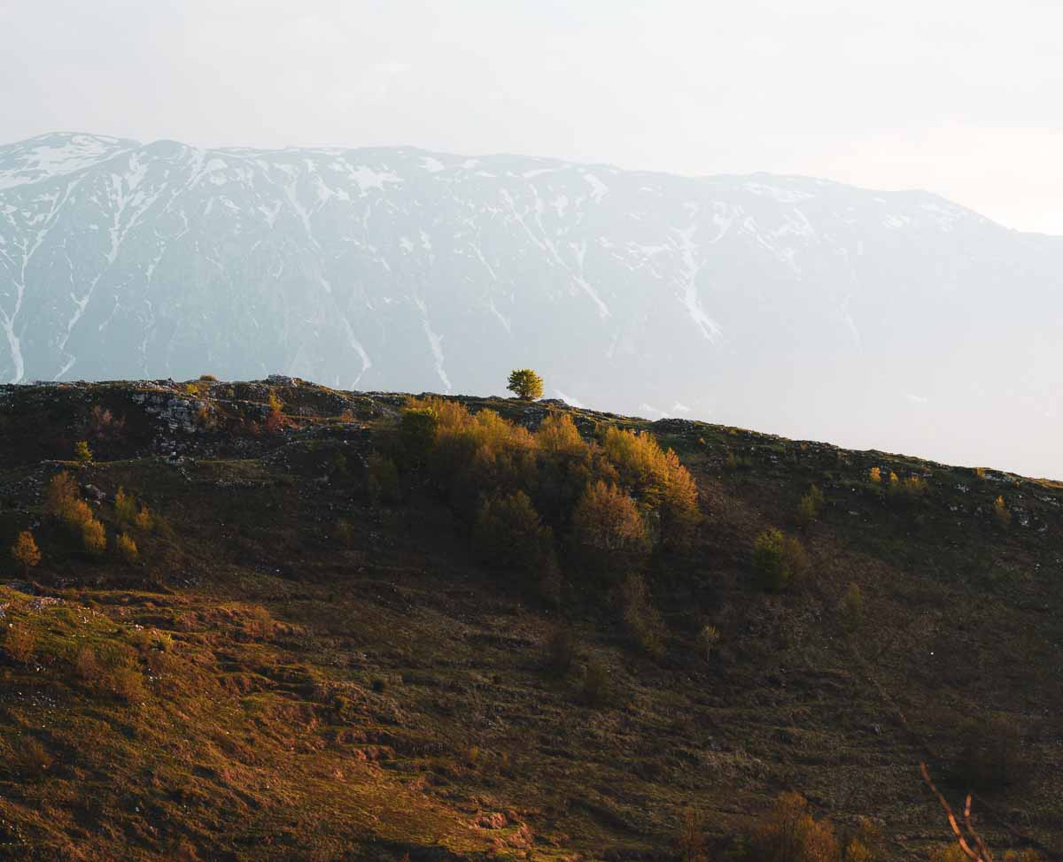 The solitary tree
