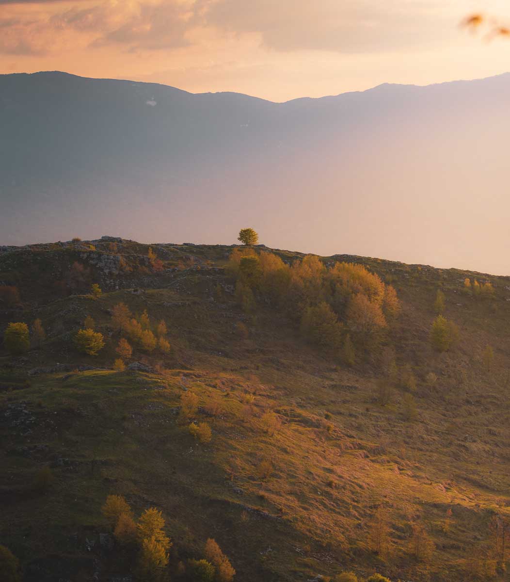 The solitary tree V2