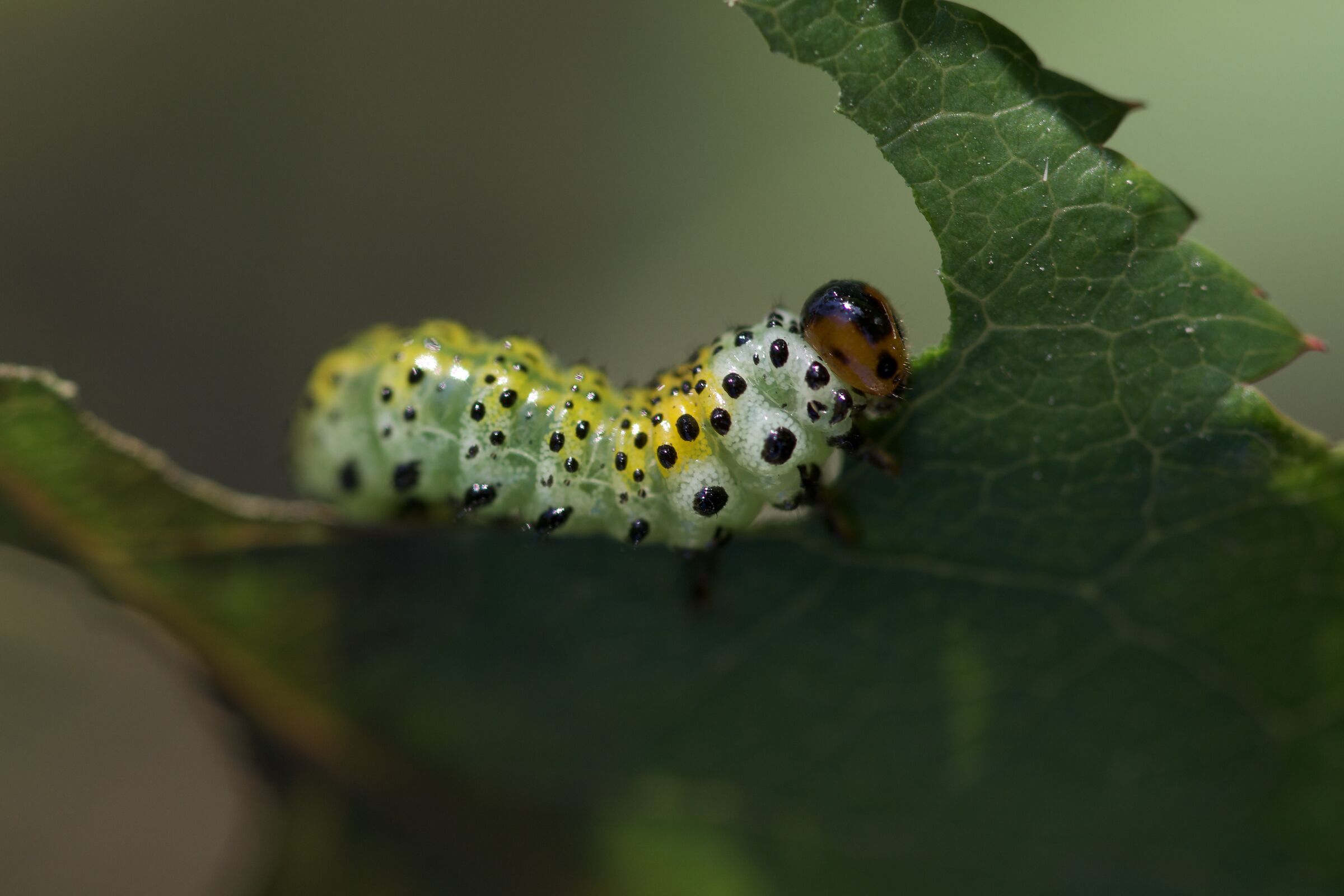 una foglia appetitosa