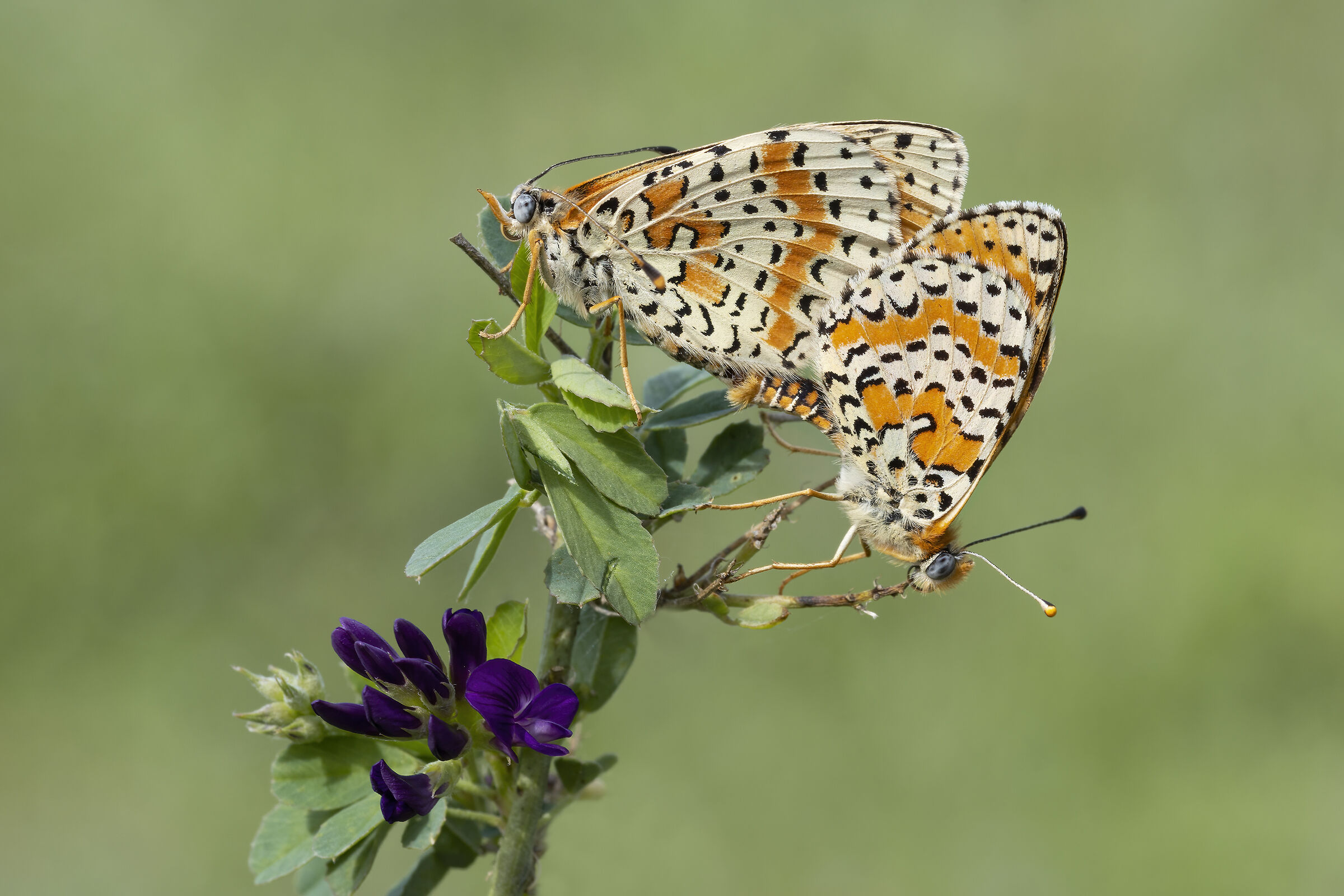 Melitaea Dydima
