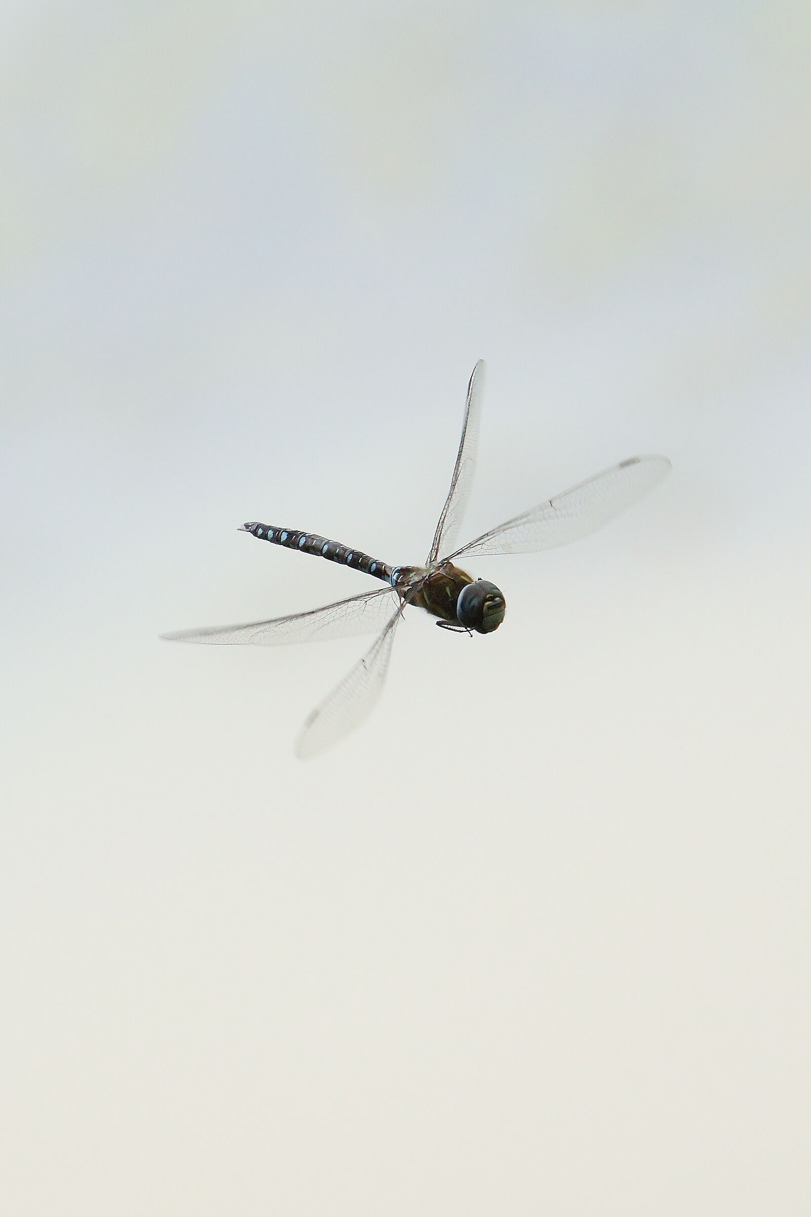Dragonfly