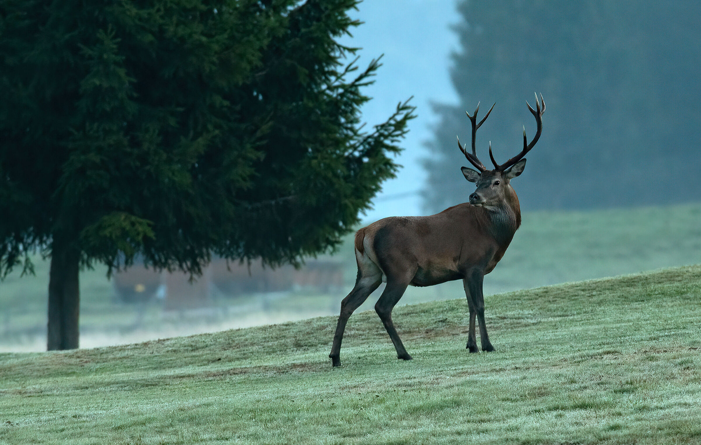 Noble deer