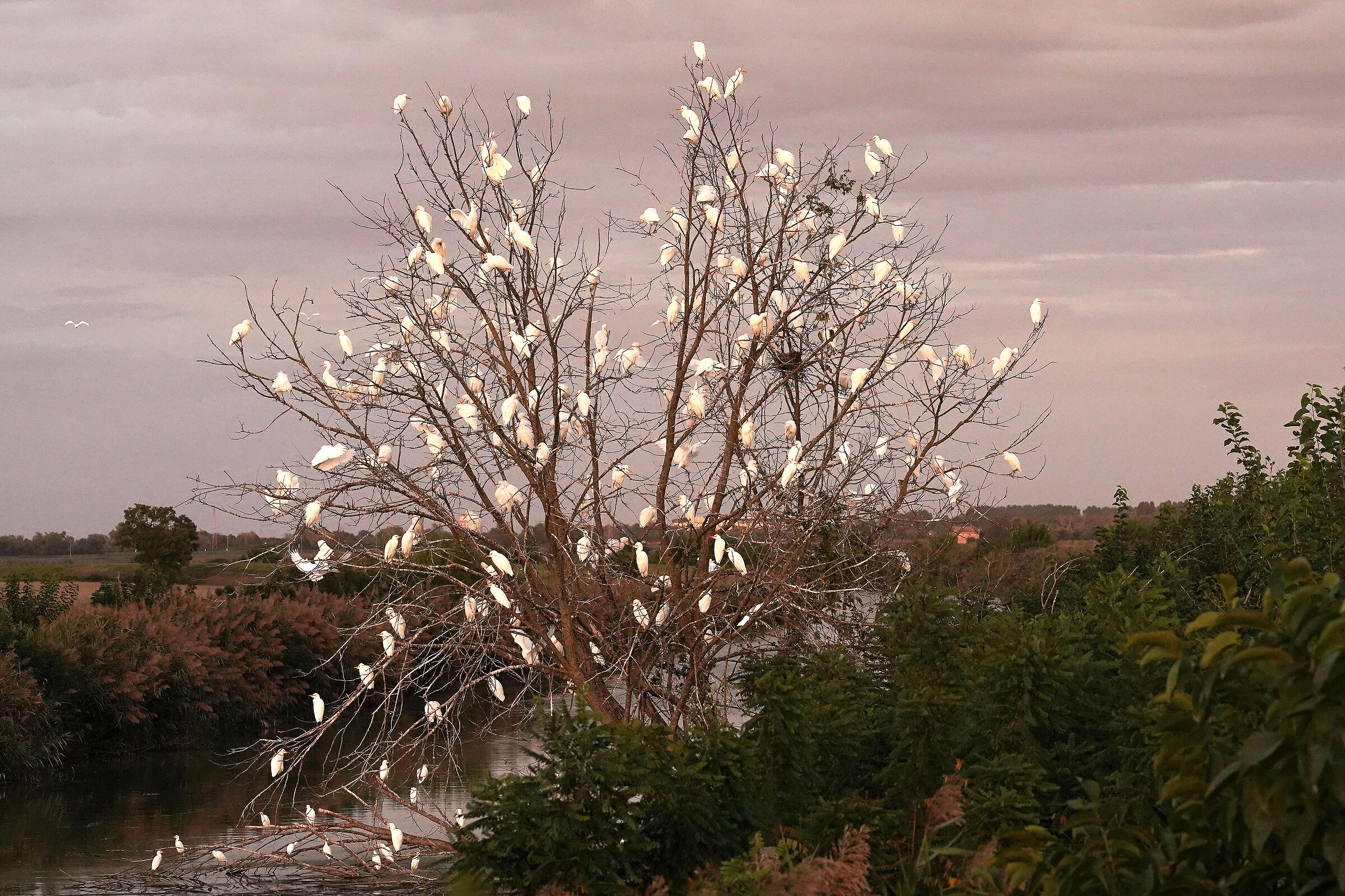 Cattle herons at sunset