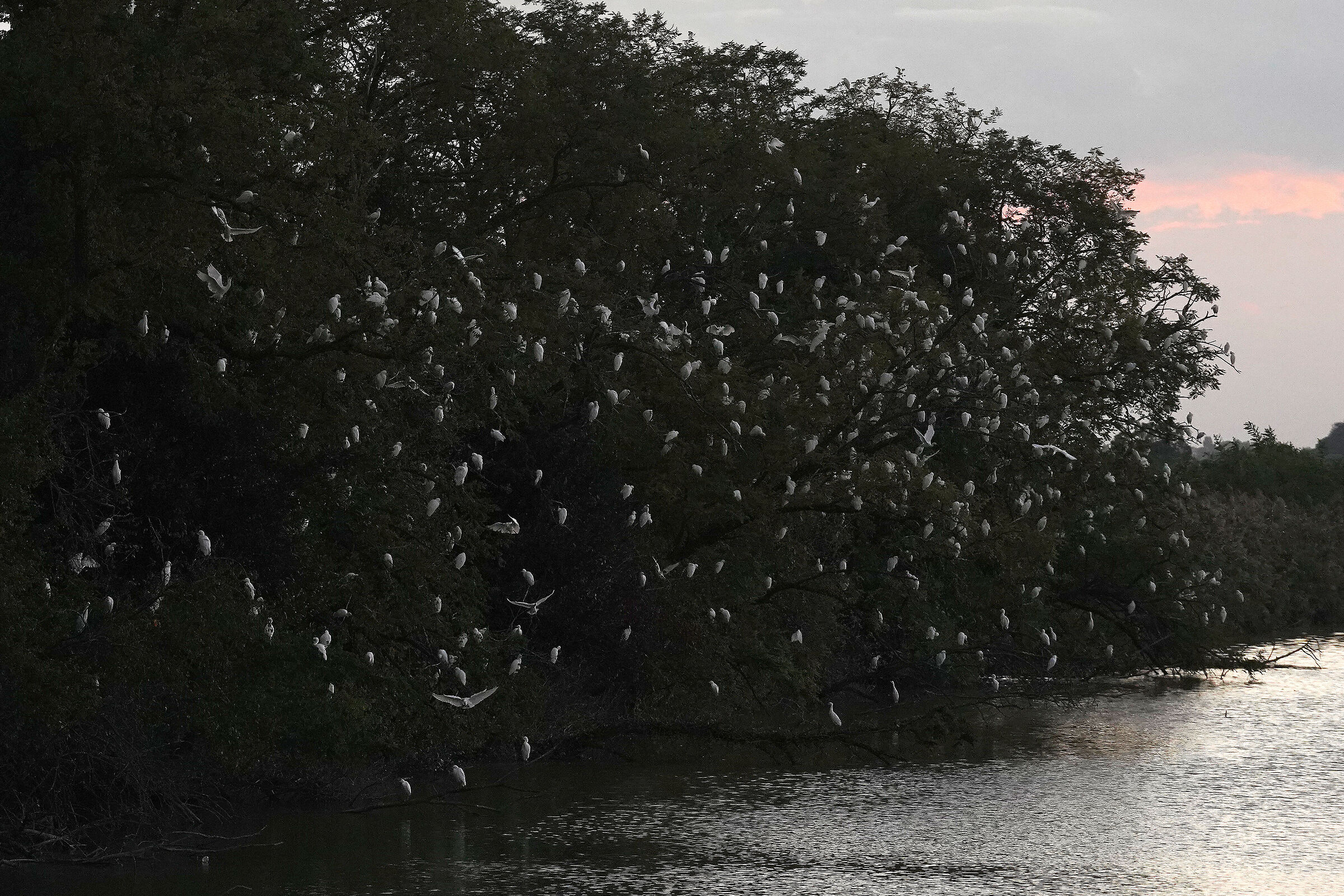 Cattle herons at sunset