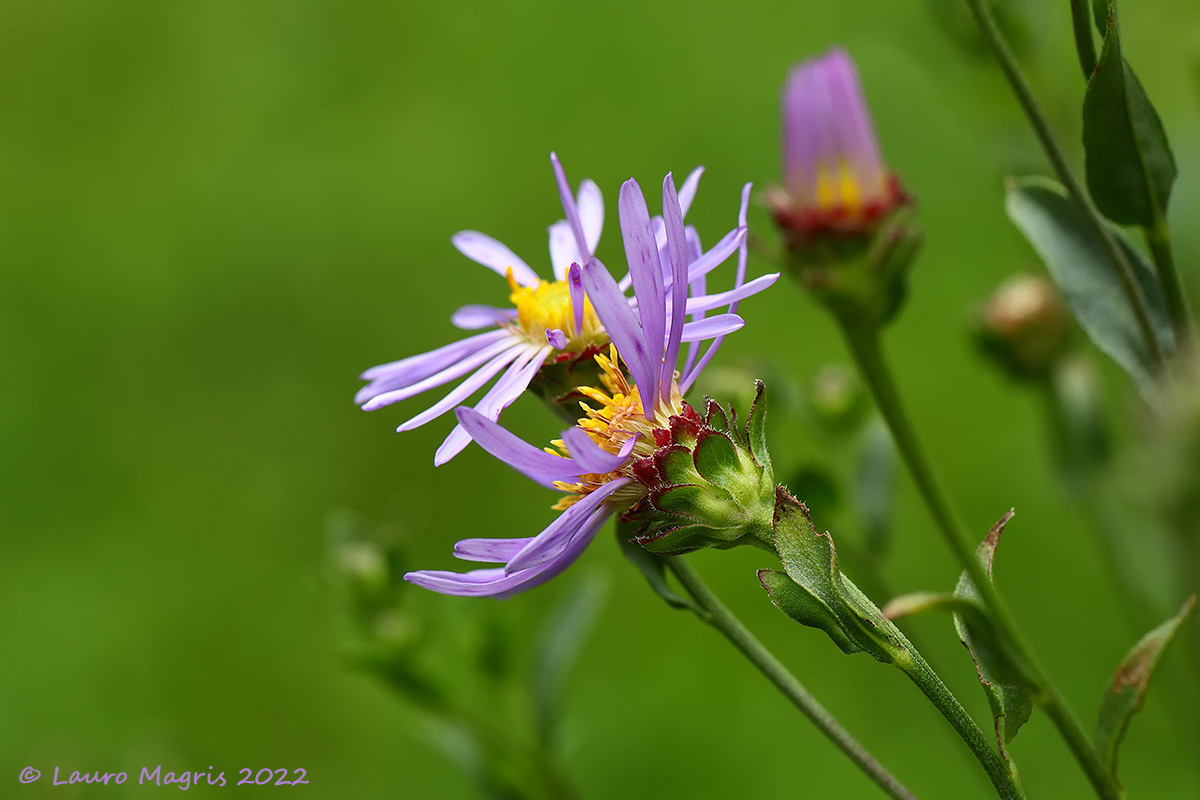 Aster amellus