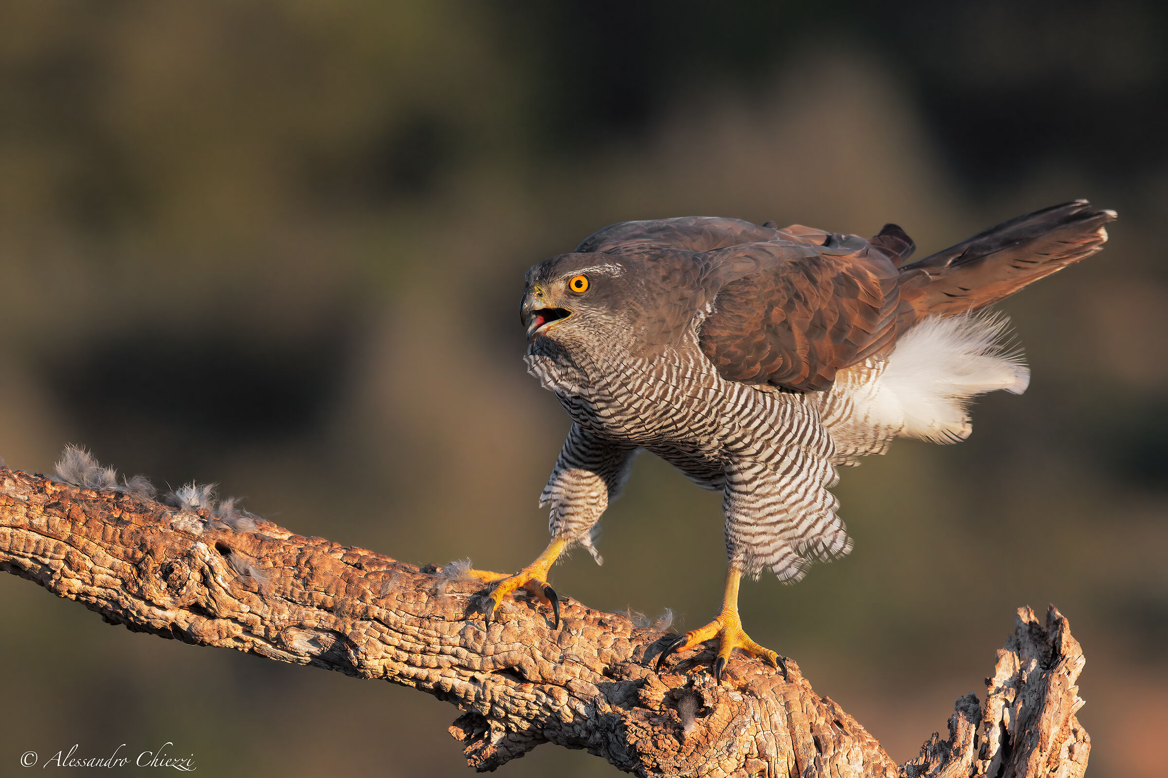 Goshawk