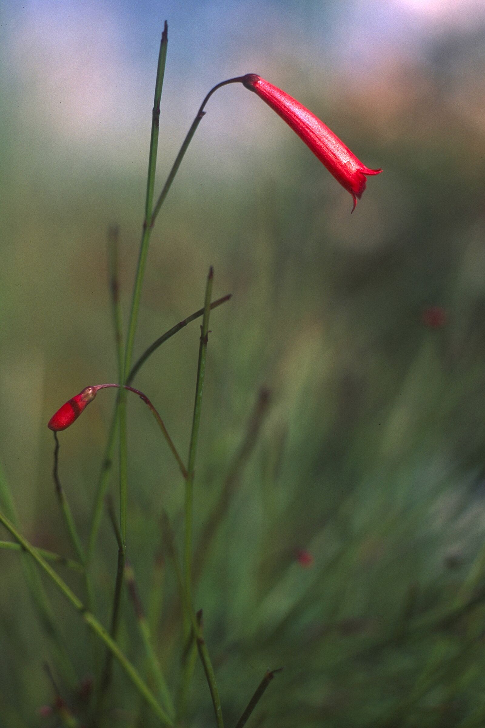 Leica R6 2