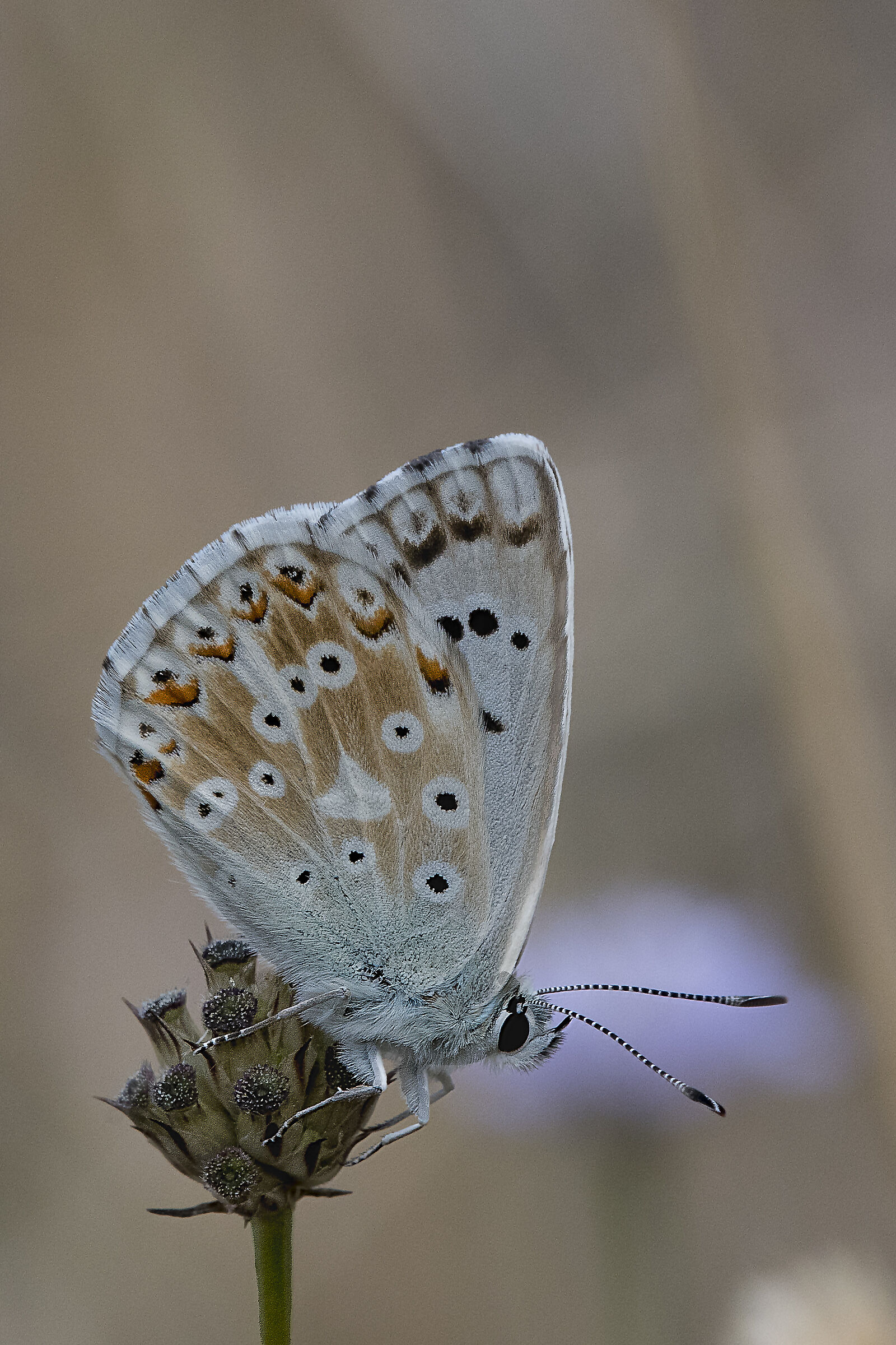 Polyommatus (Lysandra) coridon (Poda, 1761)