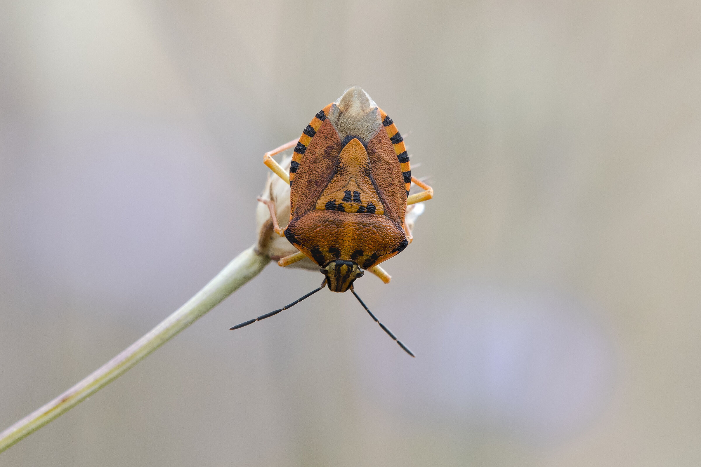 Carpocoris pudicus