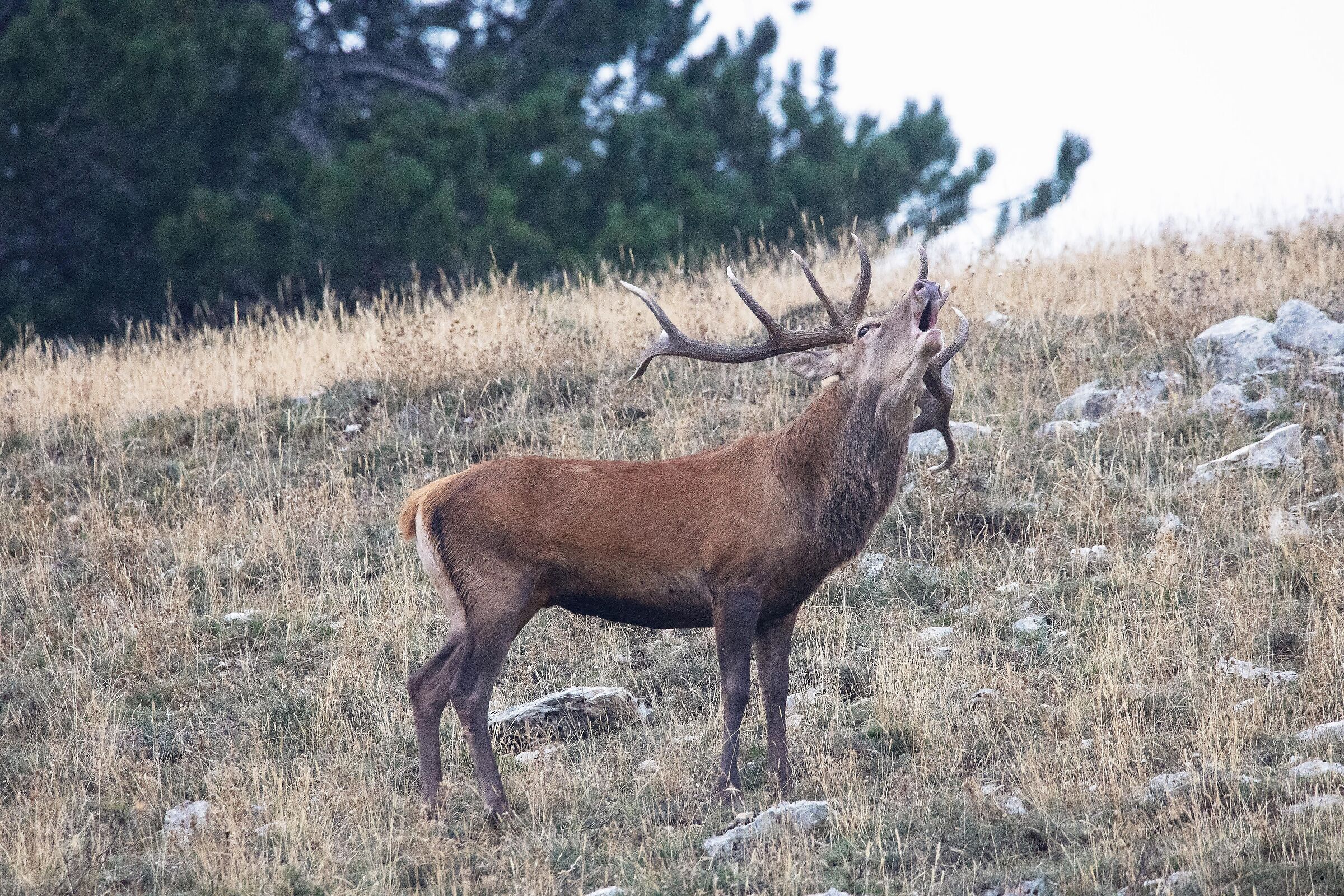 Cervus elaphus