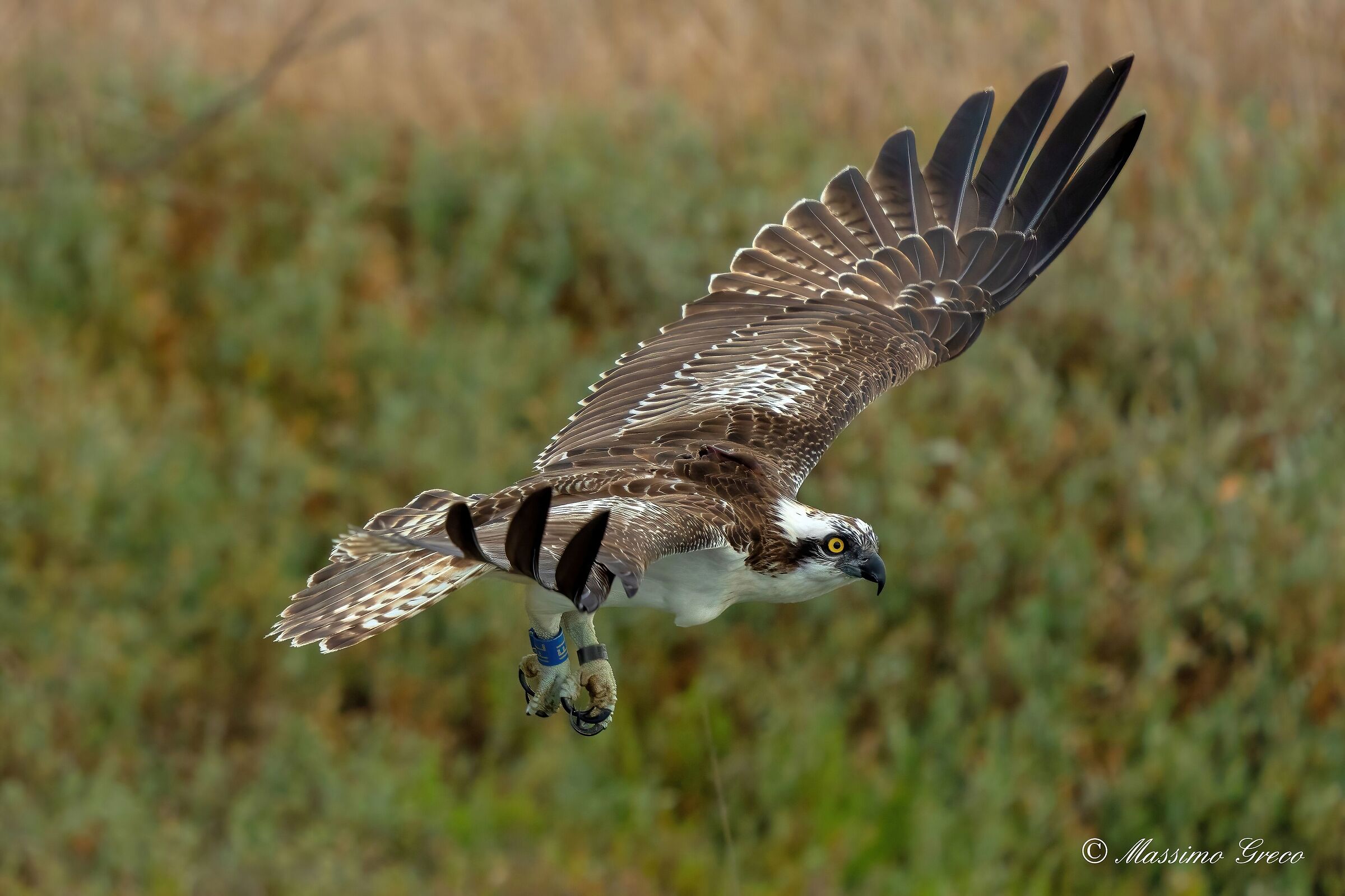 Falco pescatore (Pandion haliaetus)