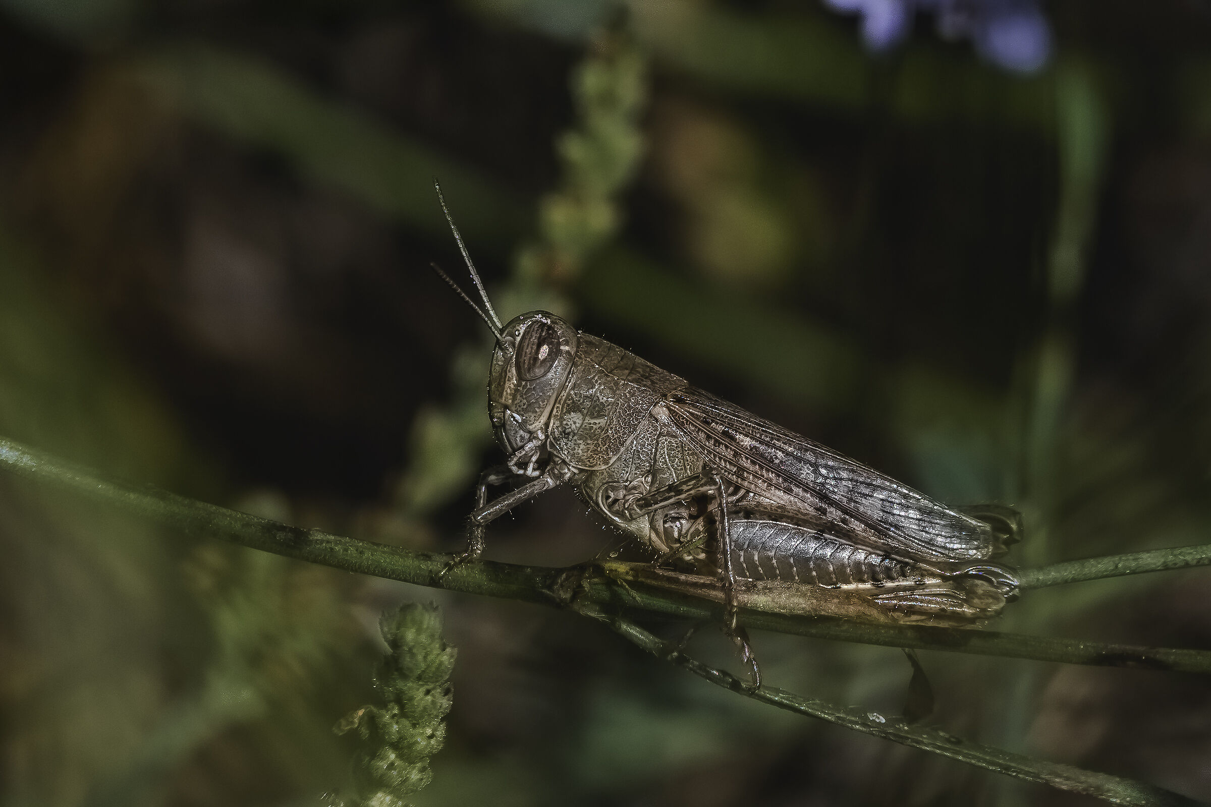 Calliptamus barbarus