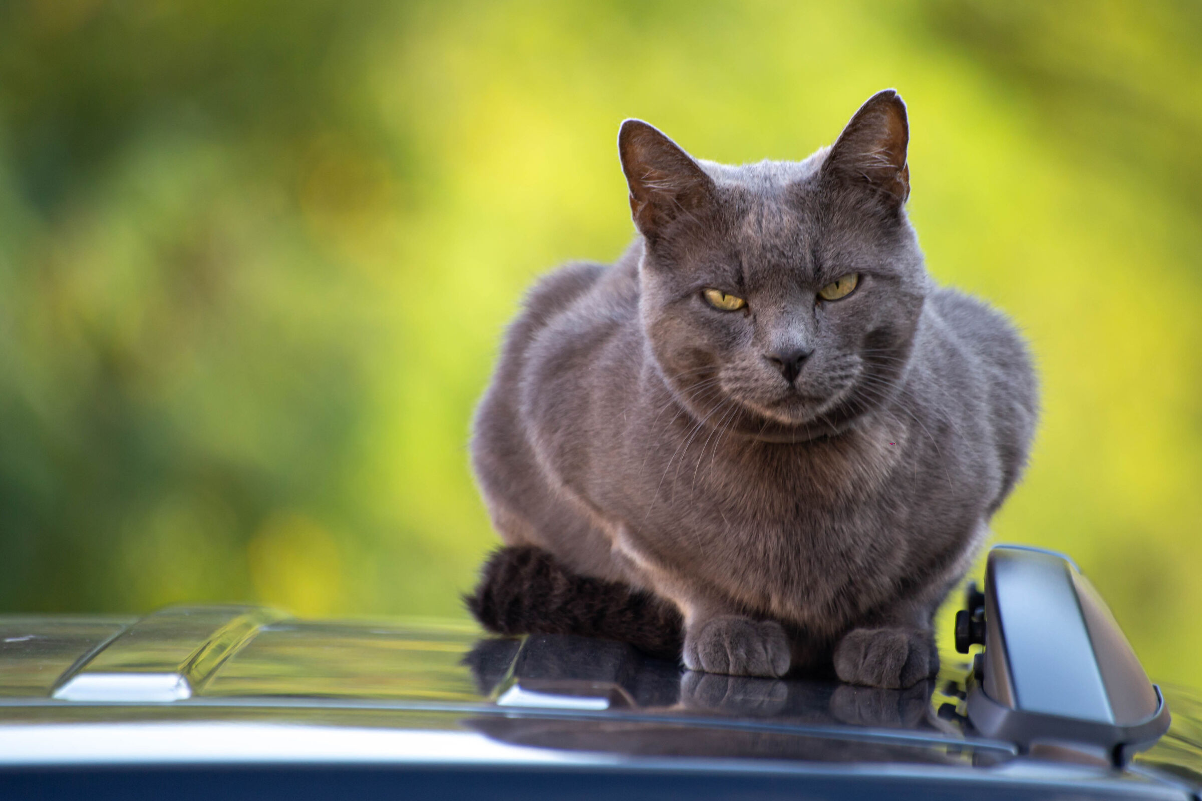 Mi stai dicendo che non dovrei stare qui?