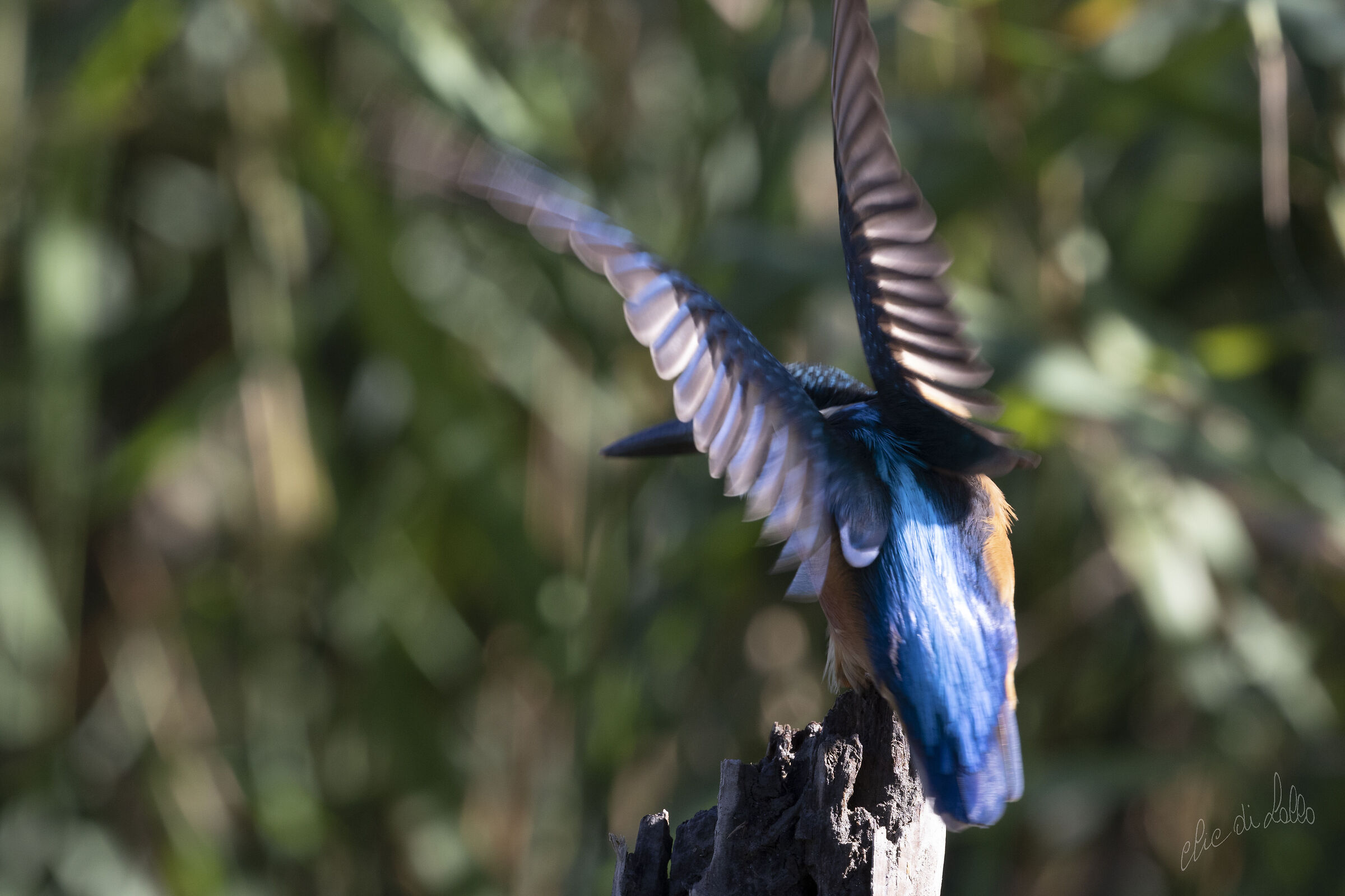 Martin pescatore com'è uscito dalla macchina.   R...