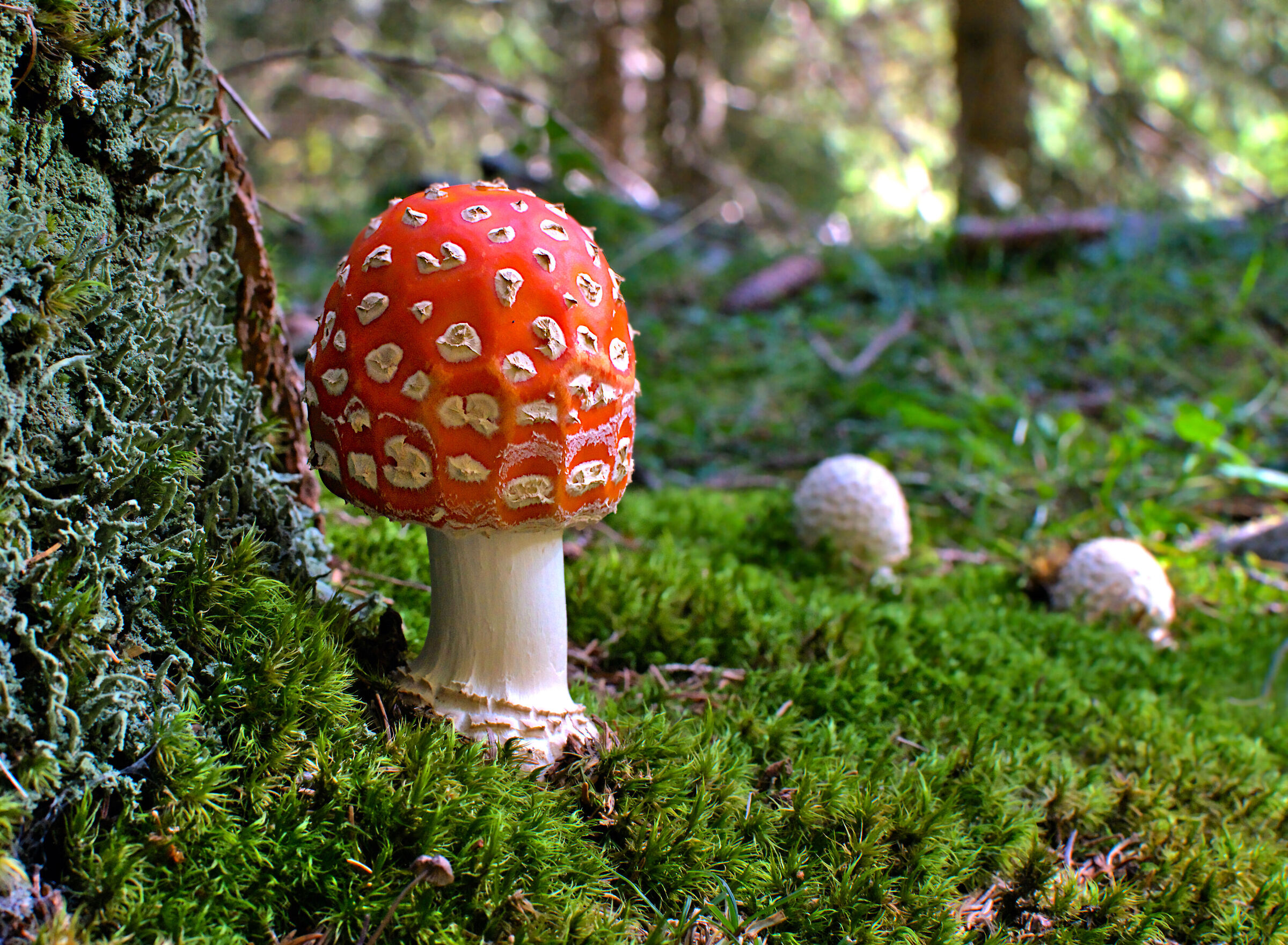 Amanita muscaria