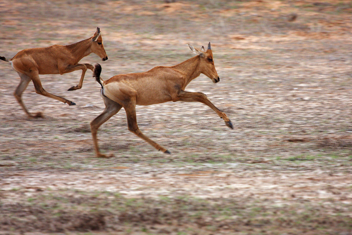 Hartebeest in the running