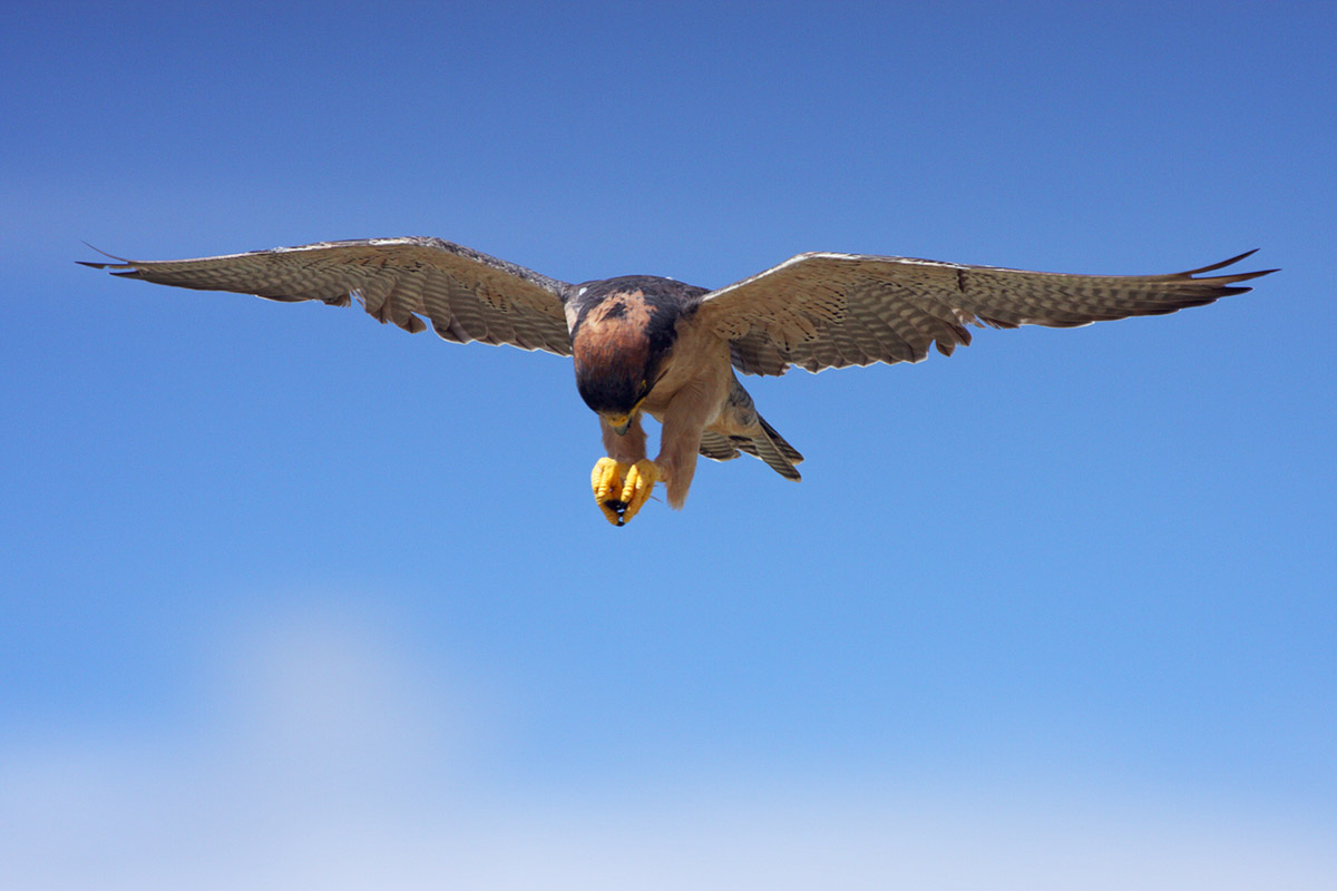 Lanario in preghiera