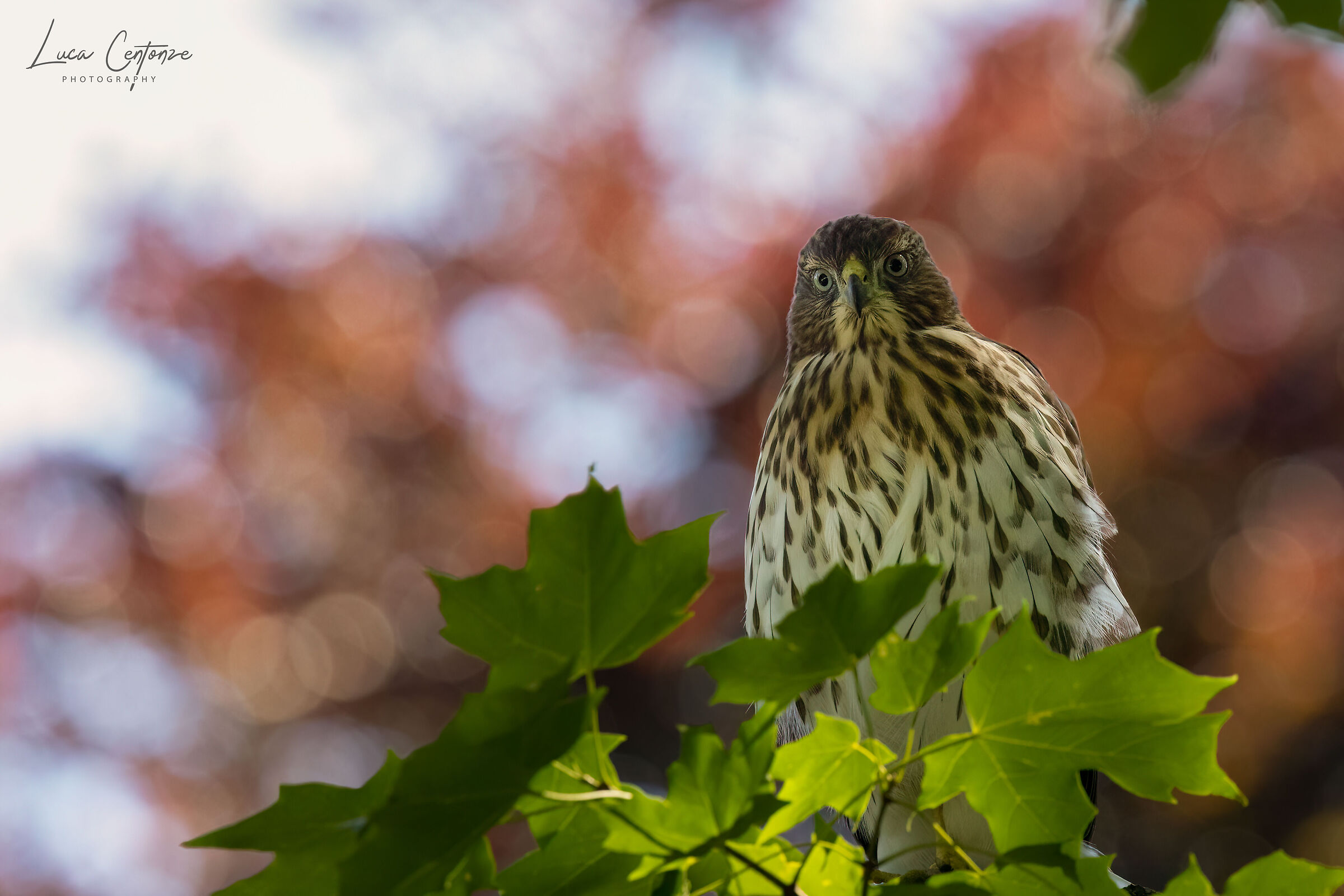 Cooper's Hawk (Accipiter Cooperii) Immaturo
