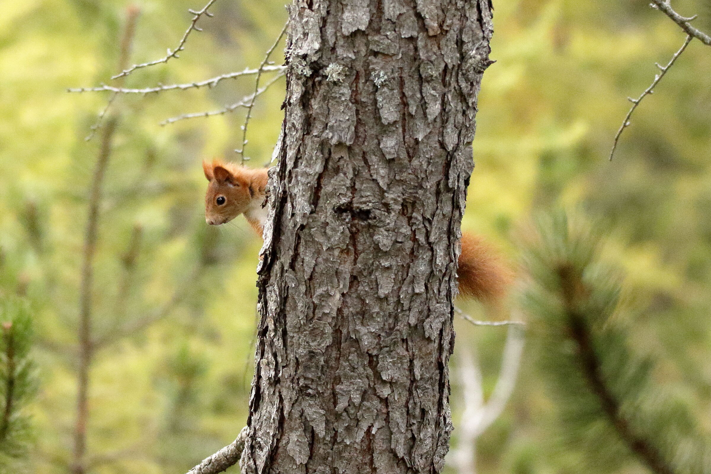 Piercing the tree
