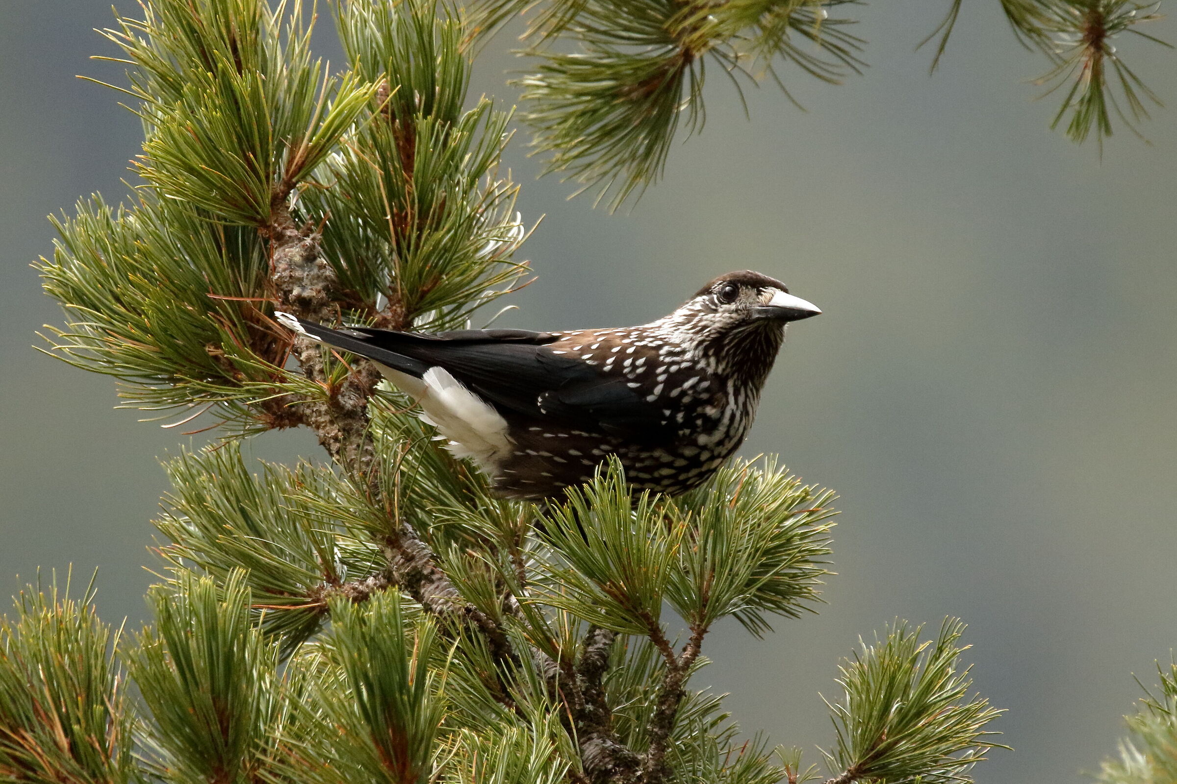 Spotted nutcracker