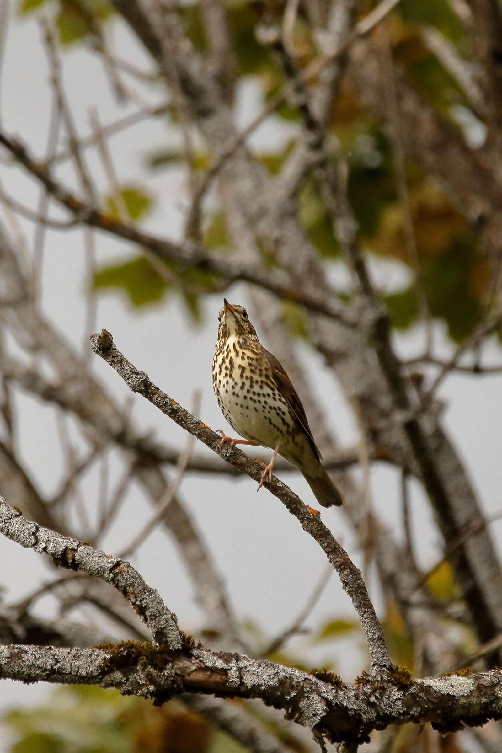 Thrush
